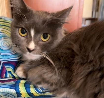 Enlarge Porsche, a Adoptable mixed breed in Encinitas, CA image 2/3