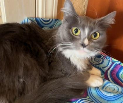 Enlarge Porsche, a Adoptable mixed breed in Encinitas, CA image 3/3