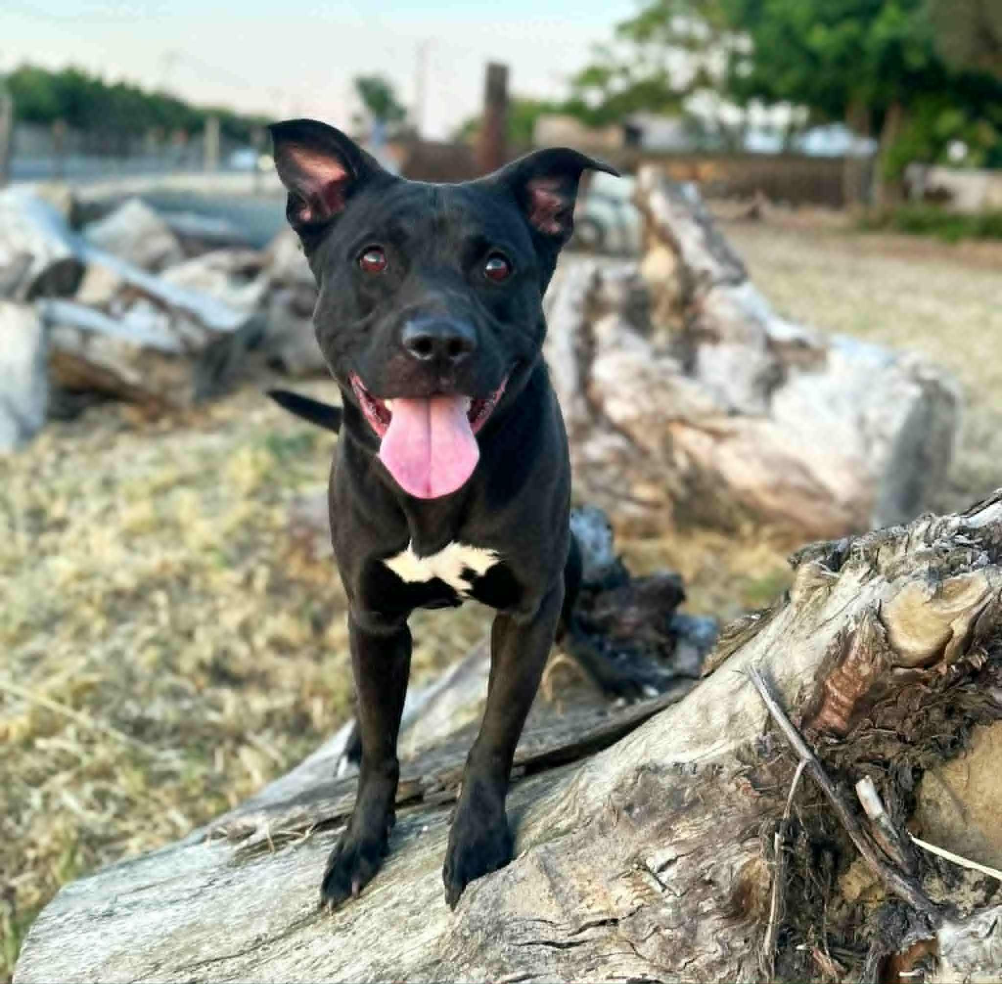 Buddy, a Adoptable mixed breed in Modesto , CA image 1/5