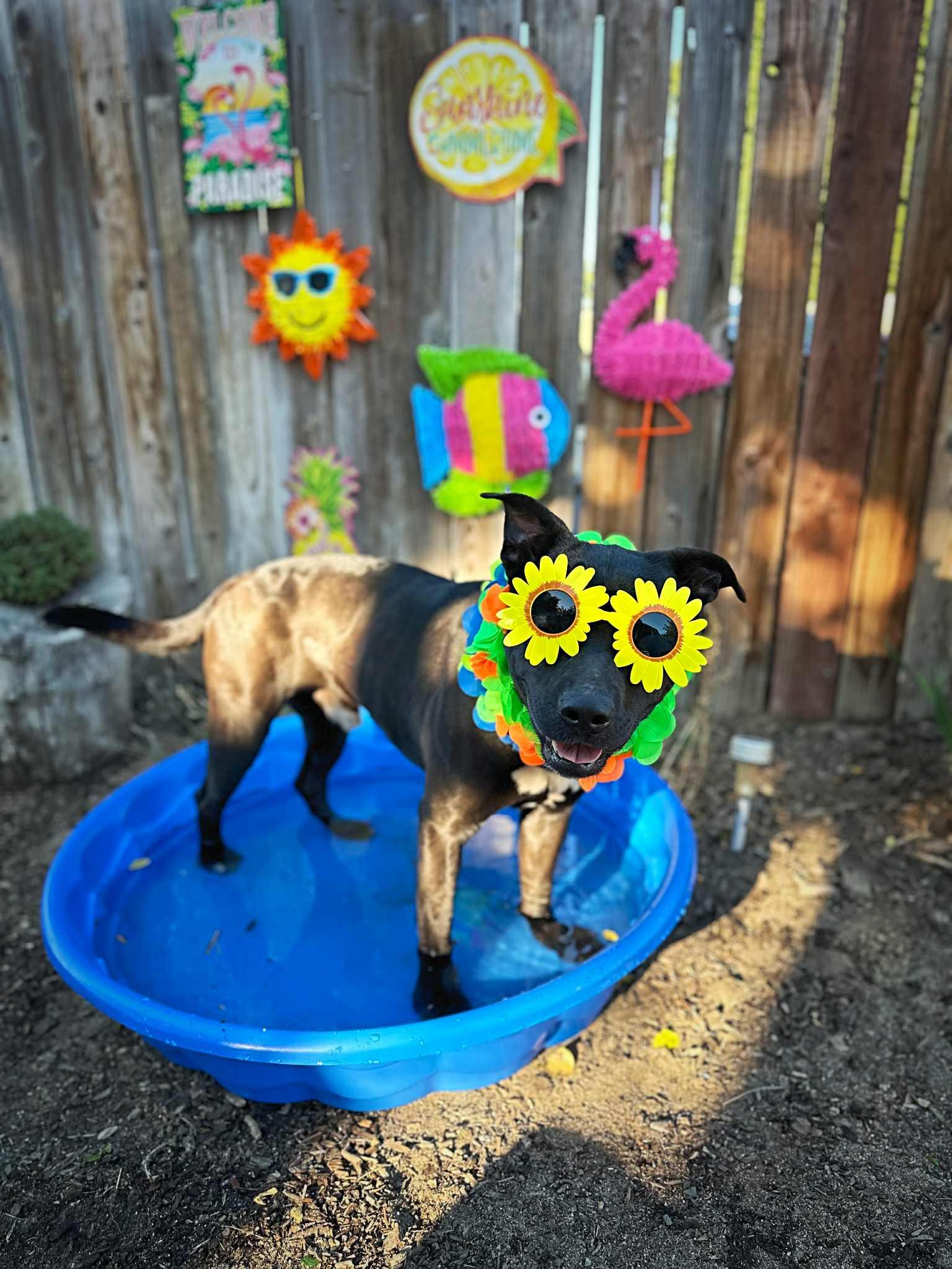 Buddy, a Adoptable mixed breed in Modesto , CA image 3/5