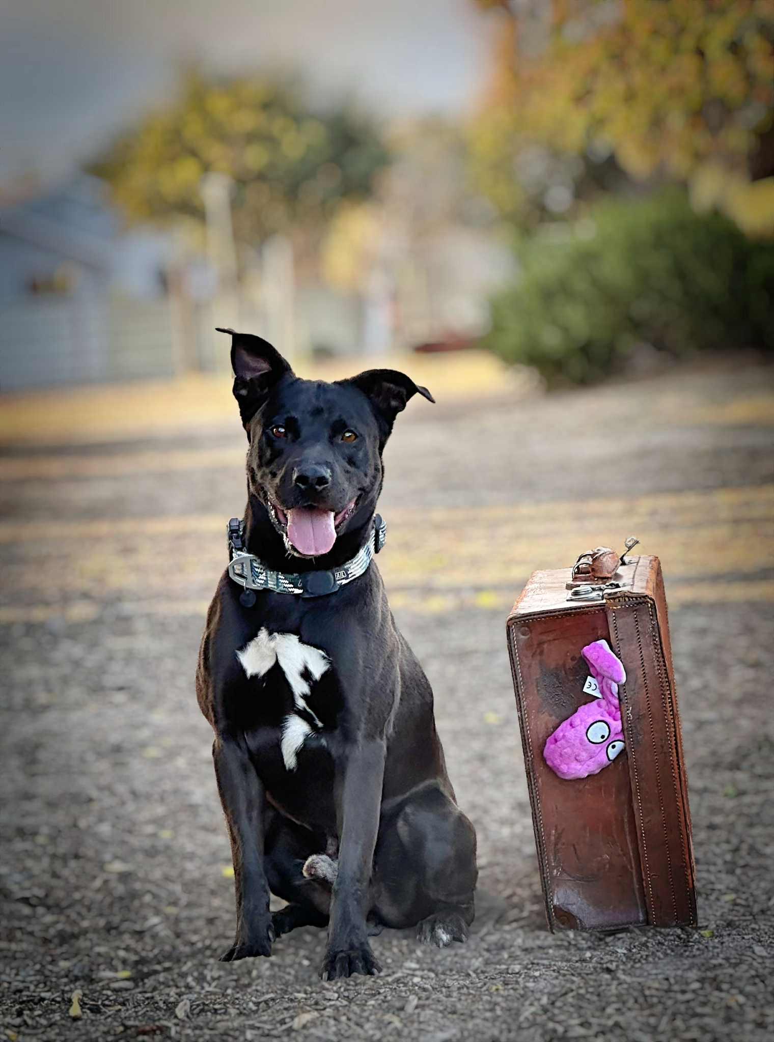 Buddy, a Adoptable mixed breed in Modesto , CA image 5/5