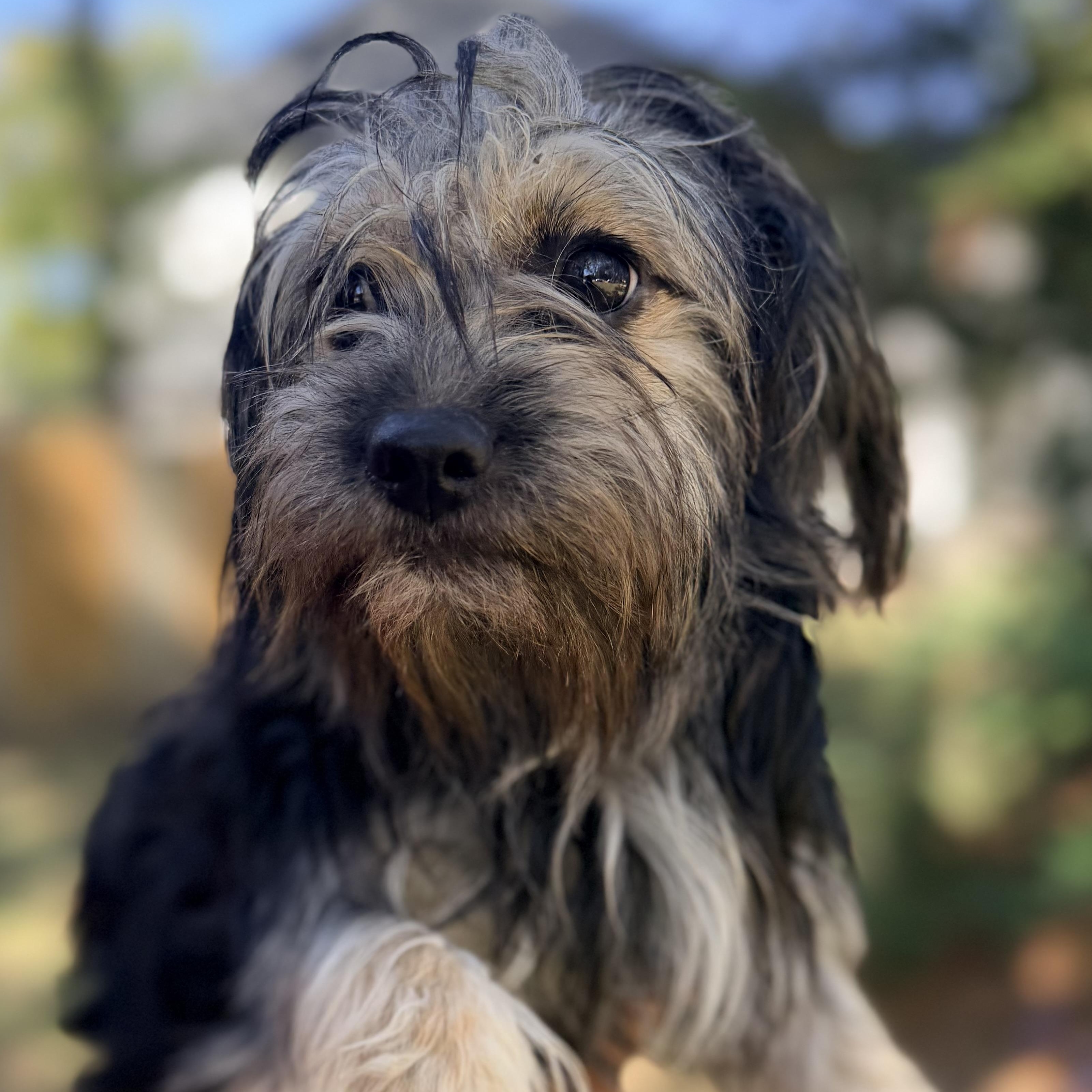 Bella, an adoptable Maltese, Shih Tzu in Calumet, MI, 49913 | Photo Image 4