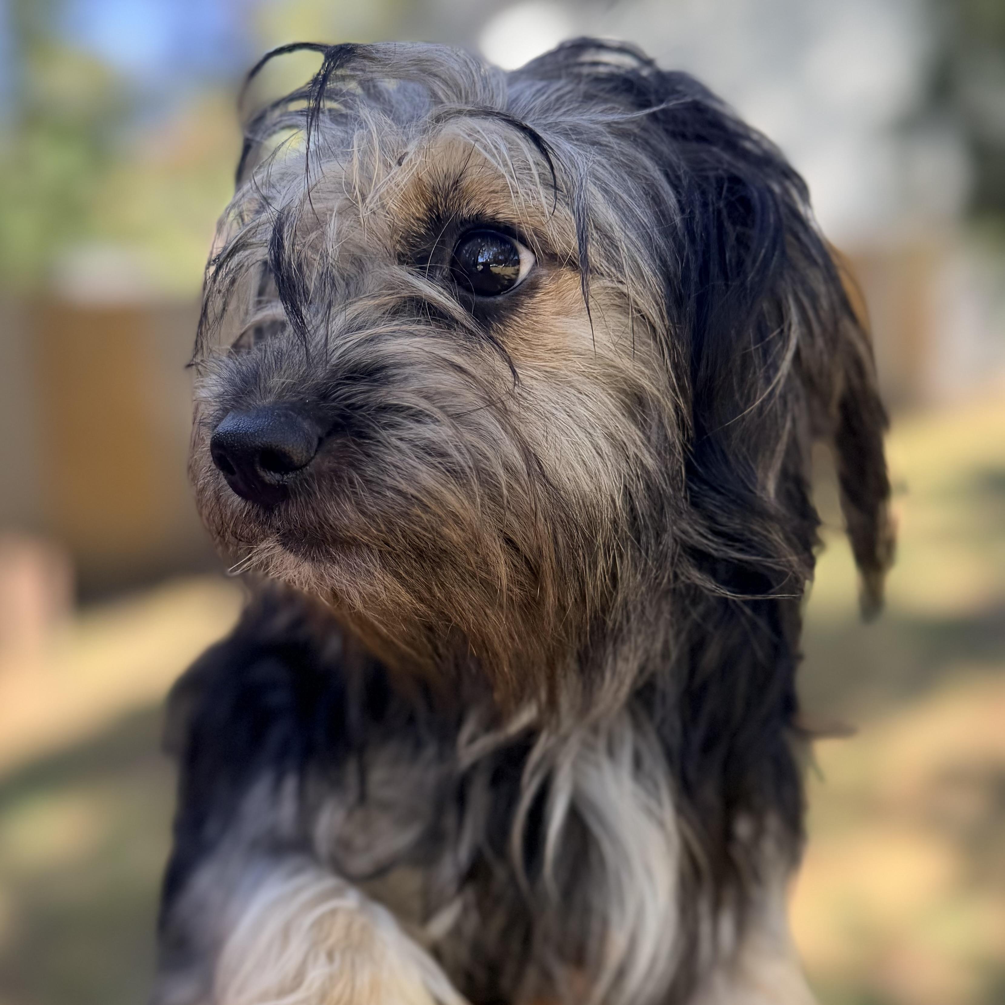 Bella, an adoptable Maltese, Shih Tzu in Calumet, MI, 49913 | Photo Image 5