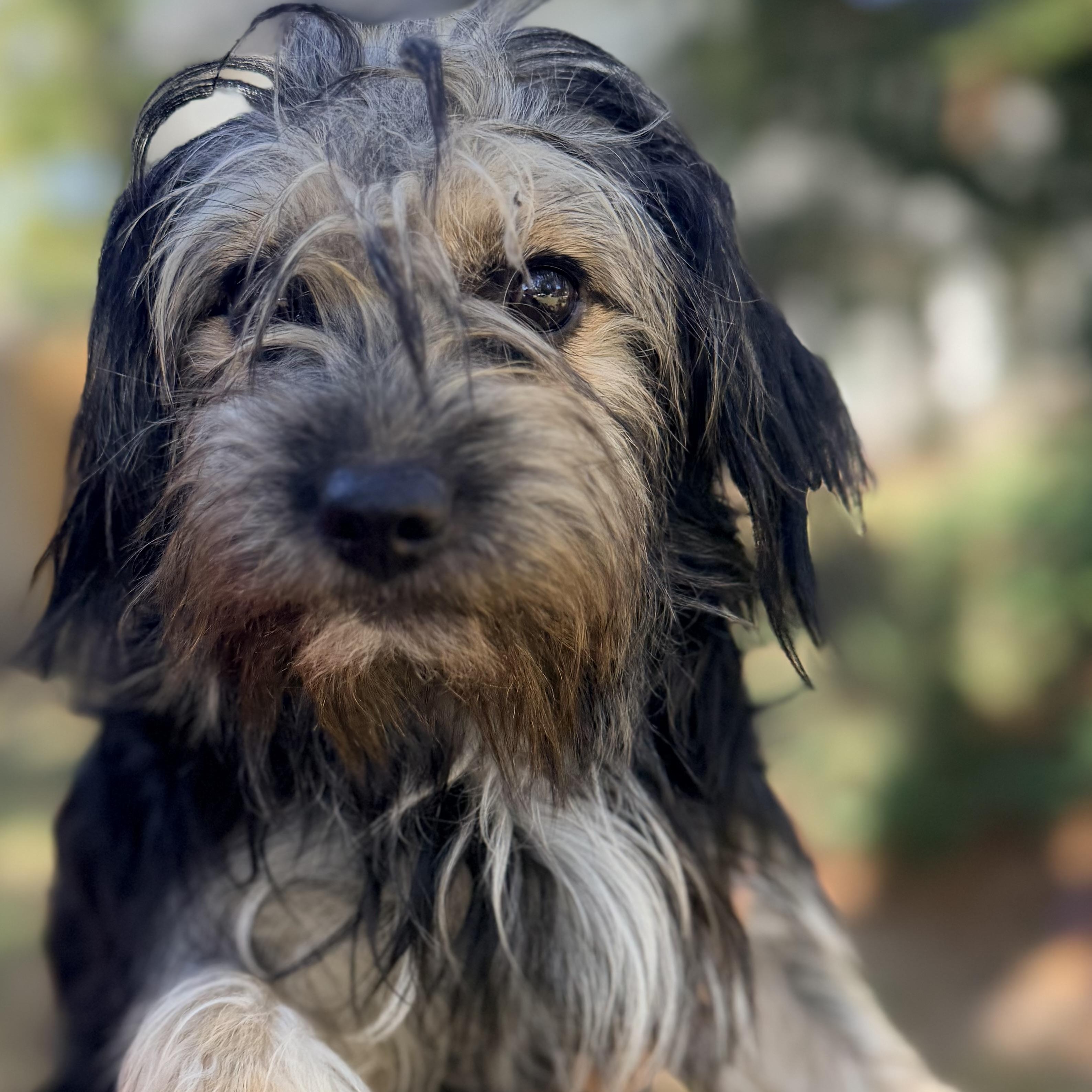 Bella, an adoptable Maltese, Shih Tzu in Calumet, MI, 49913 | Photo Image 1