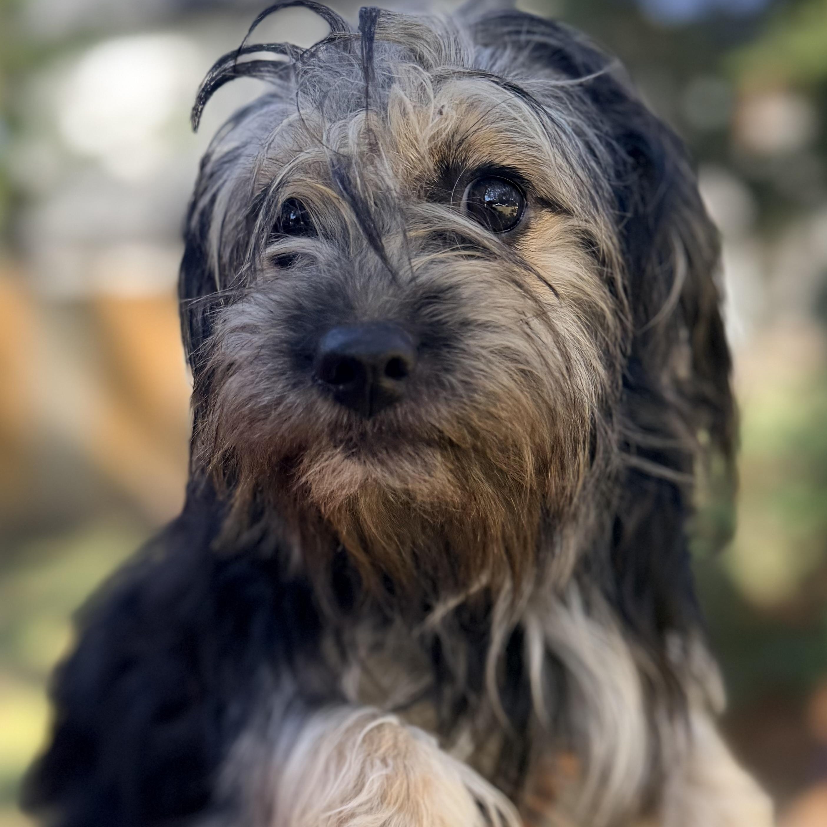 Bella, an adoptable Maltese, Shih Tzu in Calumet, MI, 49913 | Photo Image 3