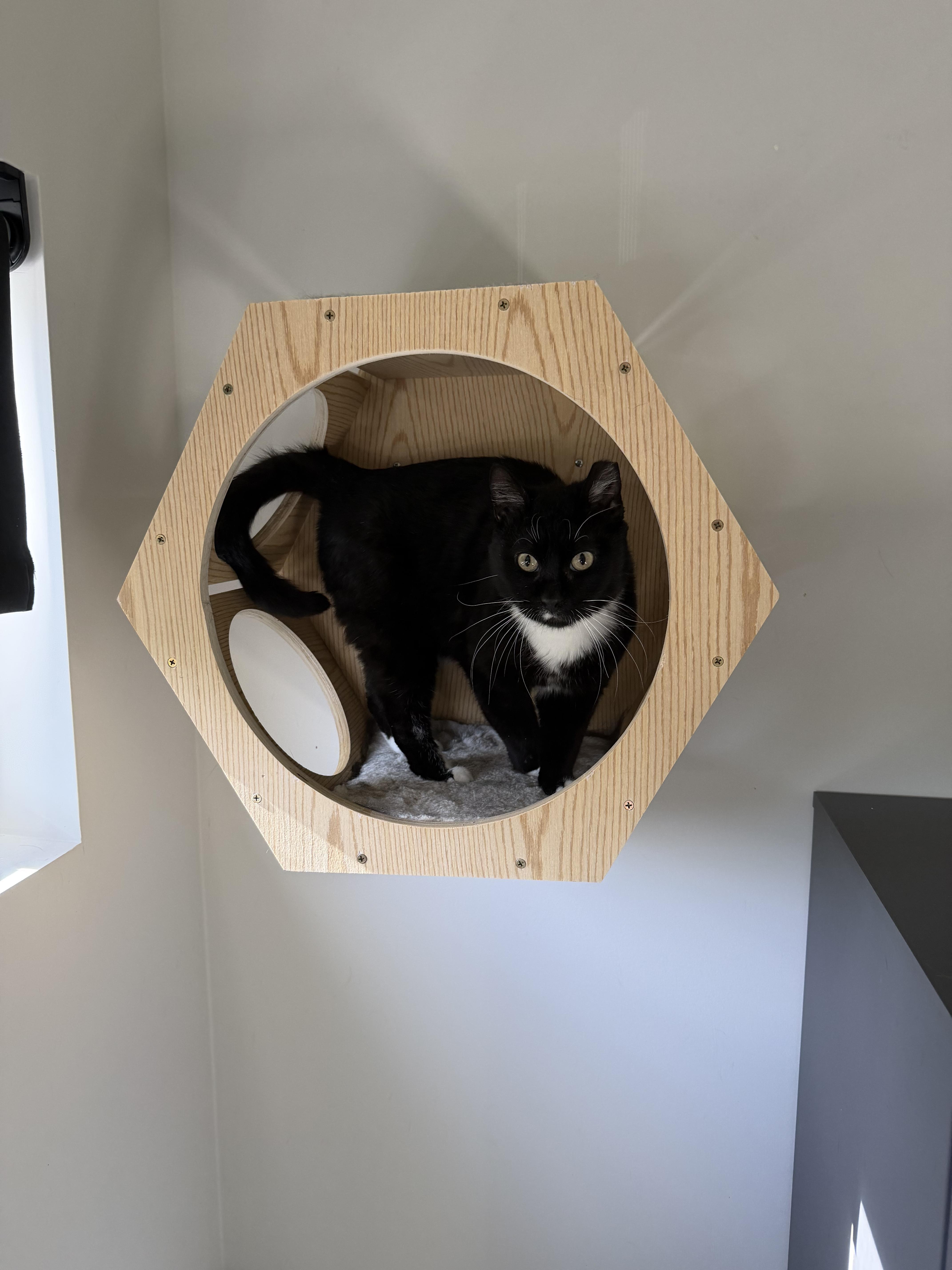 Winston, a ADOPTABLE Domestic Short Hair in Lakewood, CO image 6/6