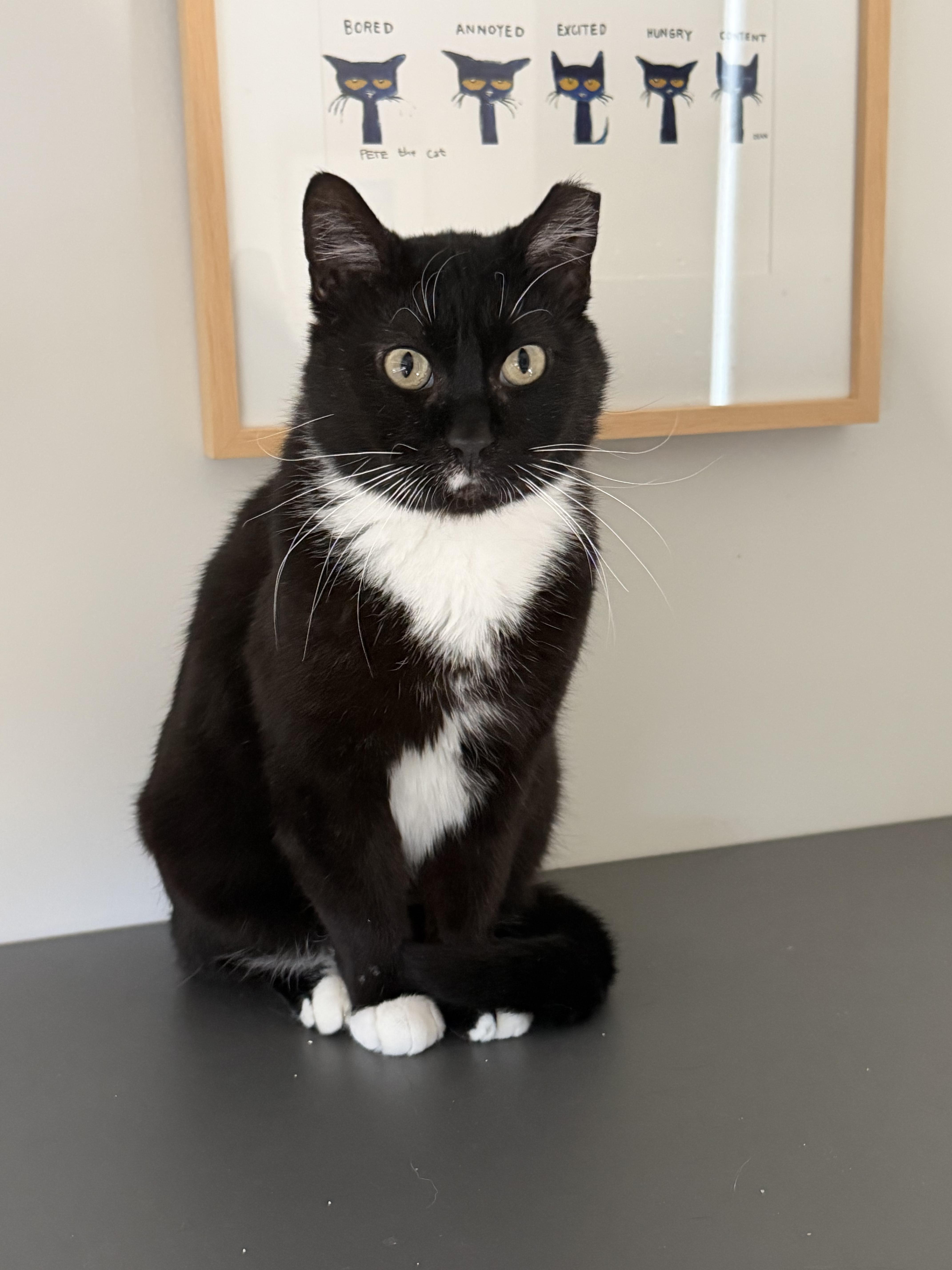 Winston, a ADOPTABLE Domestic Short Hair in Lakewood, CO image 4/6