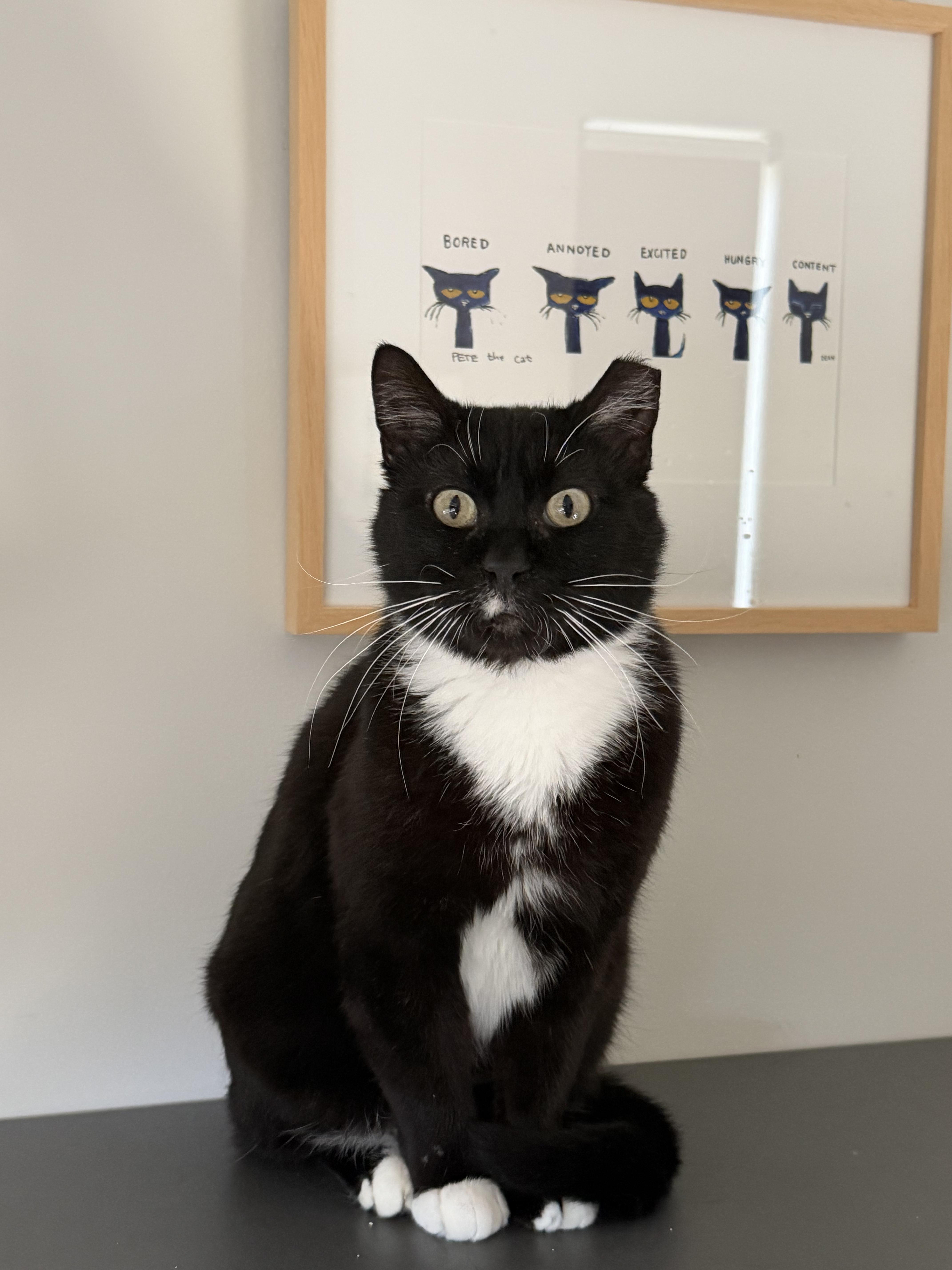 Winston, ADOPTABLE, Senior Male Domestic Short Hair.