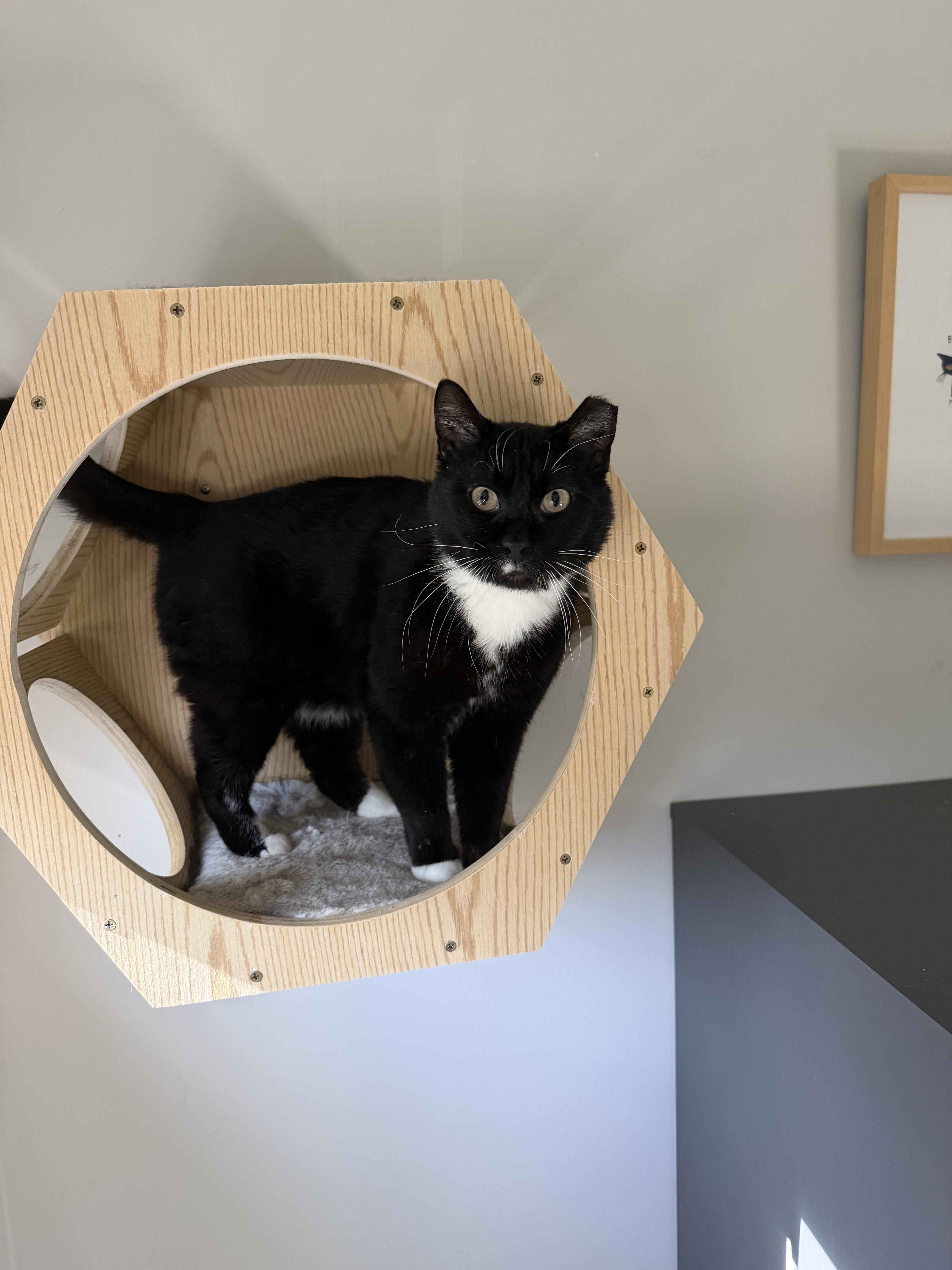 Winston, a ADOPTABLE Domestic Short Hair in Lakewood, CO image 3/6