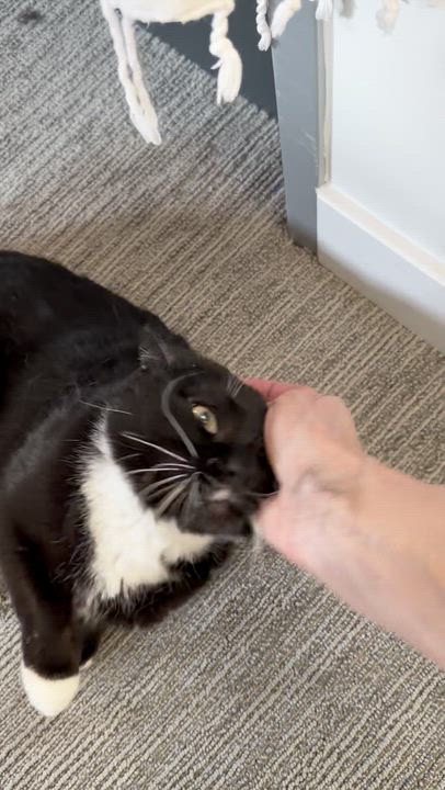 Enlarge Winston, a ADOPTABLE Domestic Short Hair in Lakewood, CO video 2/6