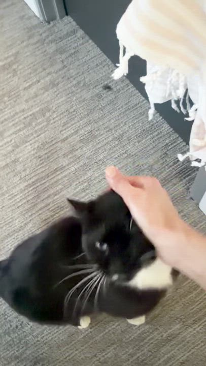 Enlarge Winston, a ADOPTABLE Domestic Short Hair in Lakewood, CO video 5/6