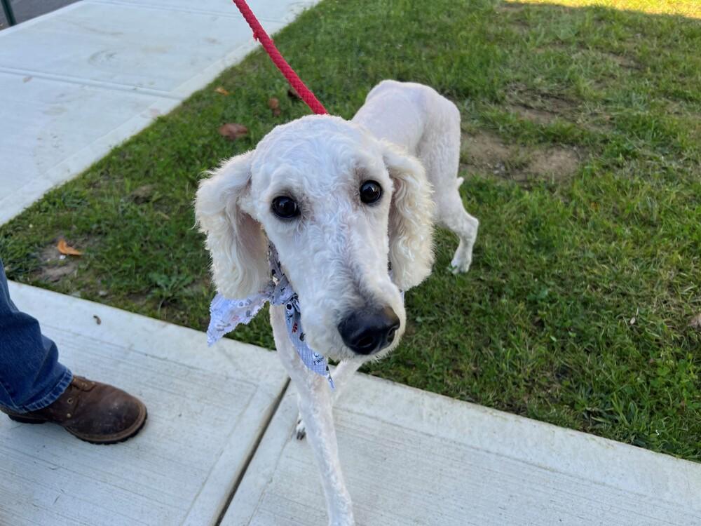 Mitsy, Adopted, Adult Female Poodle & Golden Retriever.