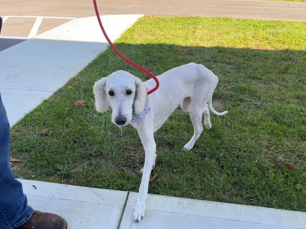 Mitsy, a Adopted mixed breed in Hillsboro, OH image 2/2
