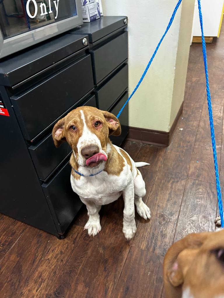 Dog Kennel #5, Adoptable, Puppy Female Hound & Mixed Breed.