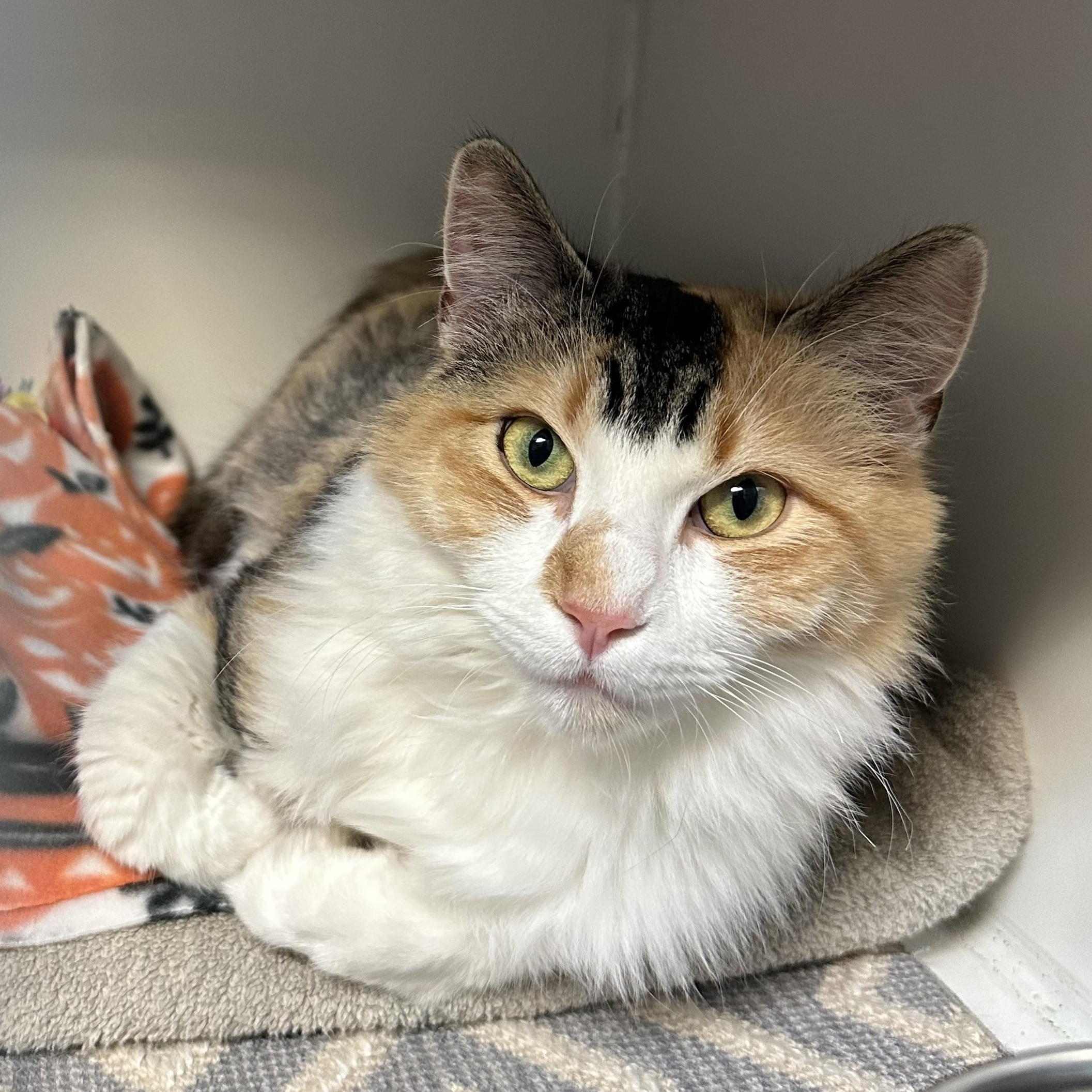 Enlarge Peach Girl FIV+. Deserves a New Start , a ADOPTABLE Calico in Clifton, NJ image 1/5
