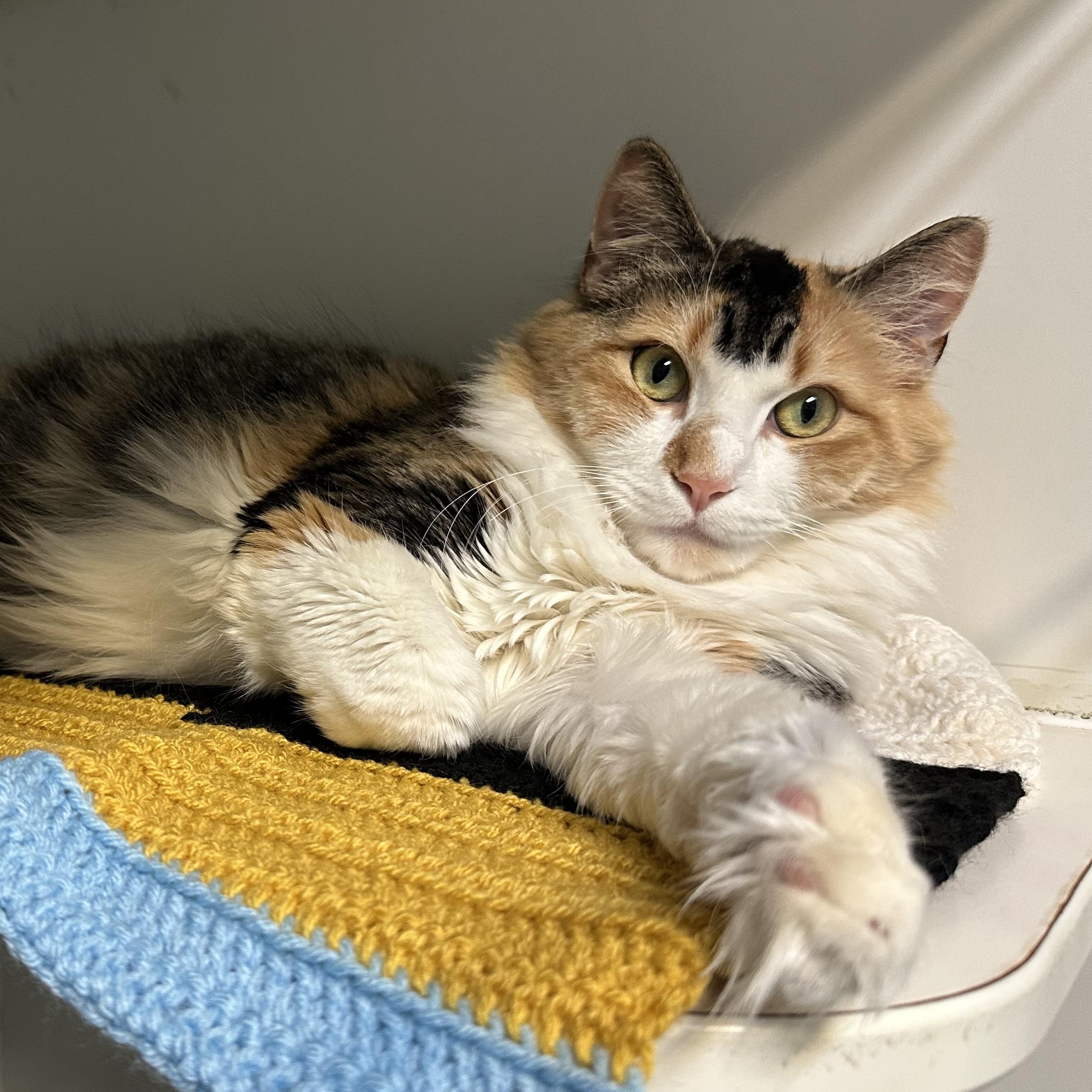 Enlarge Peach Girl FIV+. Deserves a New Start , a ADOPTABLE Calico in Clifton, NJ image 2/5