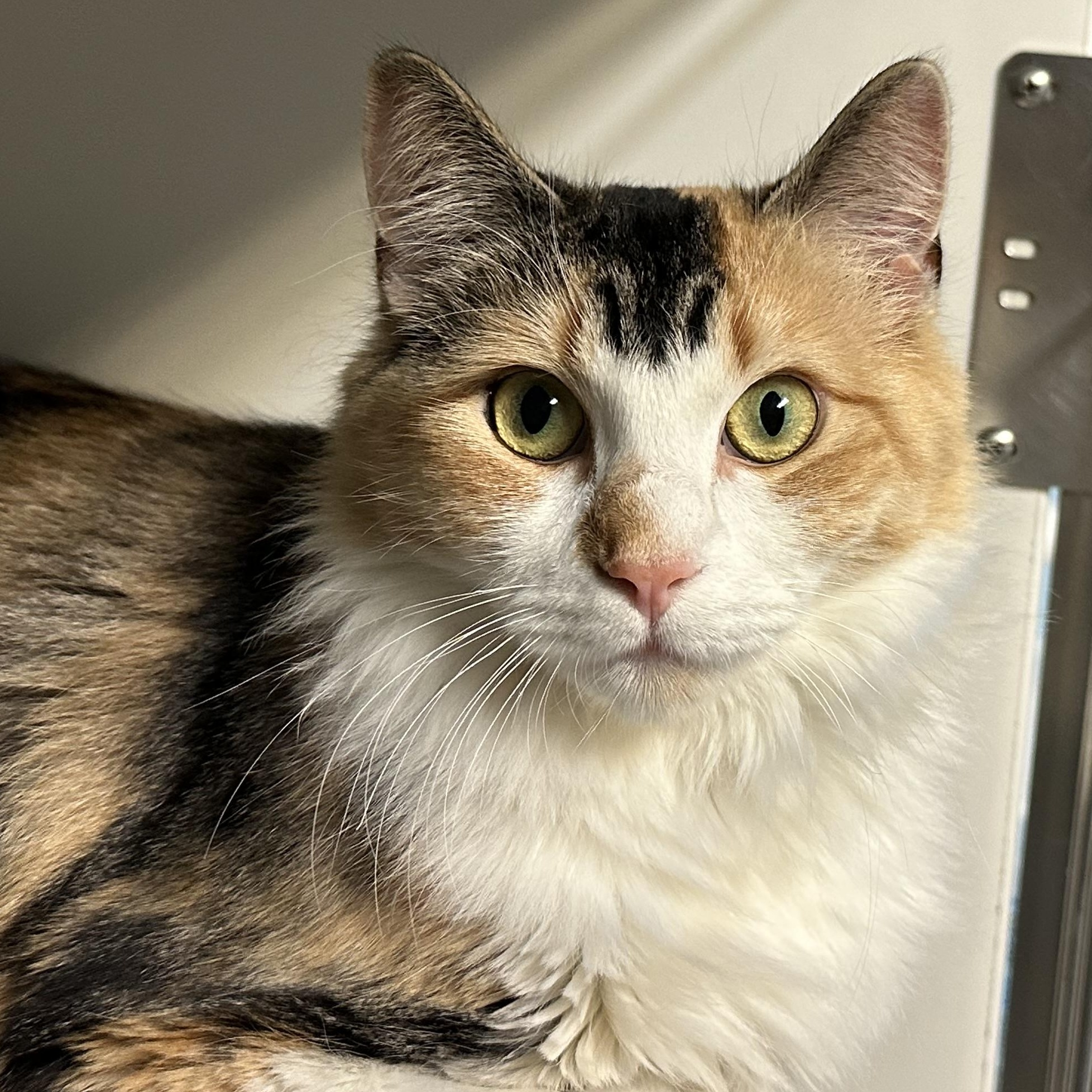 Enlarge Peach Girl FIV+. Deserves a New Start , a ADOPTABLE Calico in Clifton, NJ image 3/5