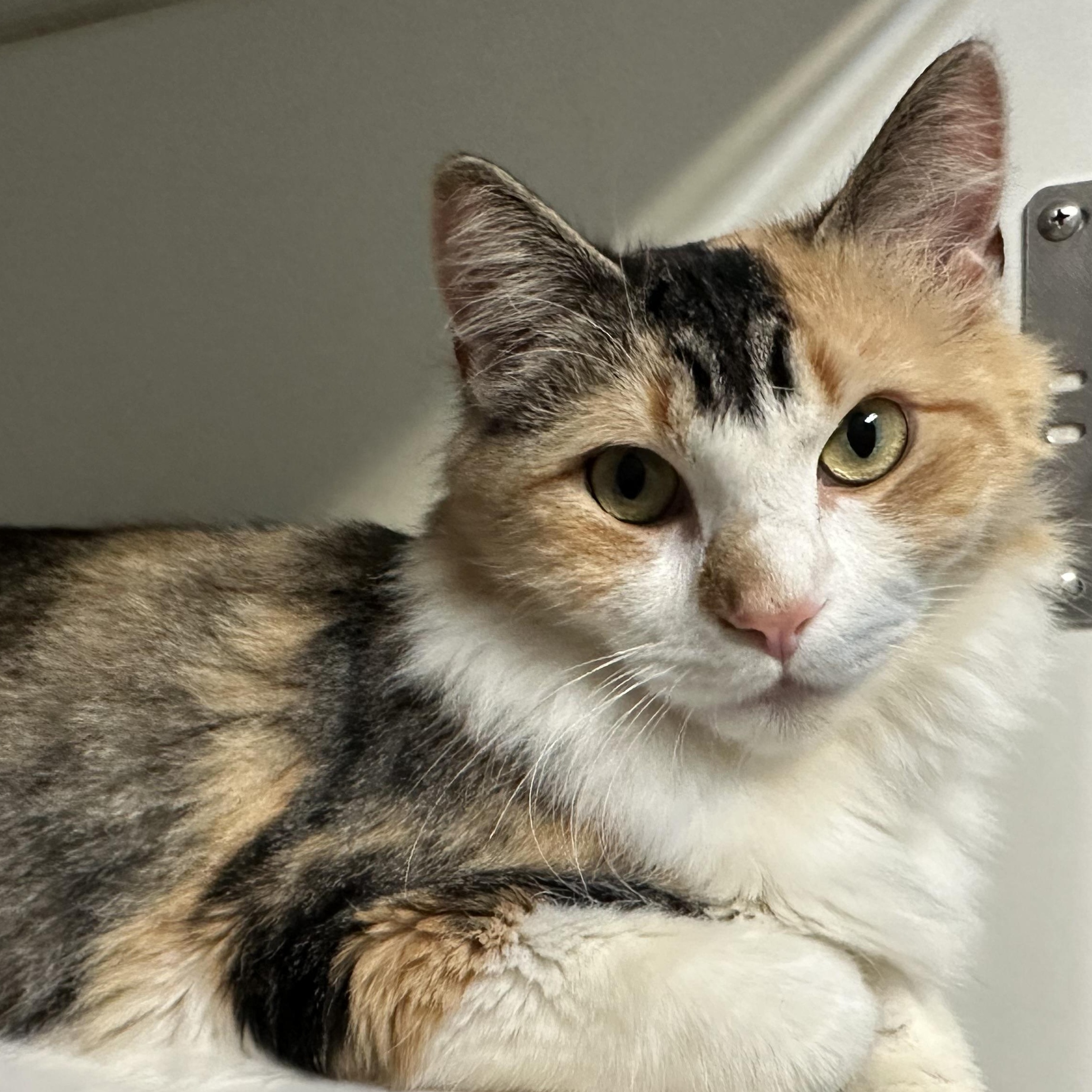 Enlarge Peach Girl FIV+. Deserves a New Start , a ADOPTABLE Calico in Clifton, NJ image 4/5