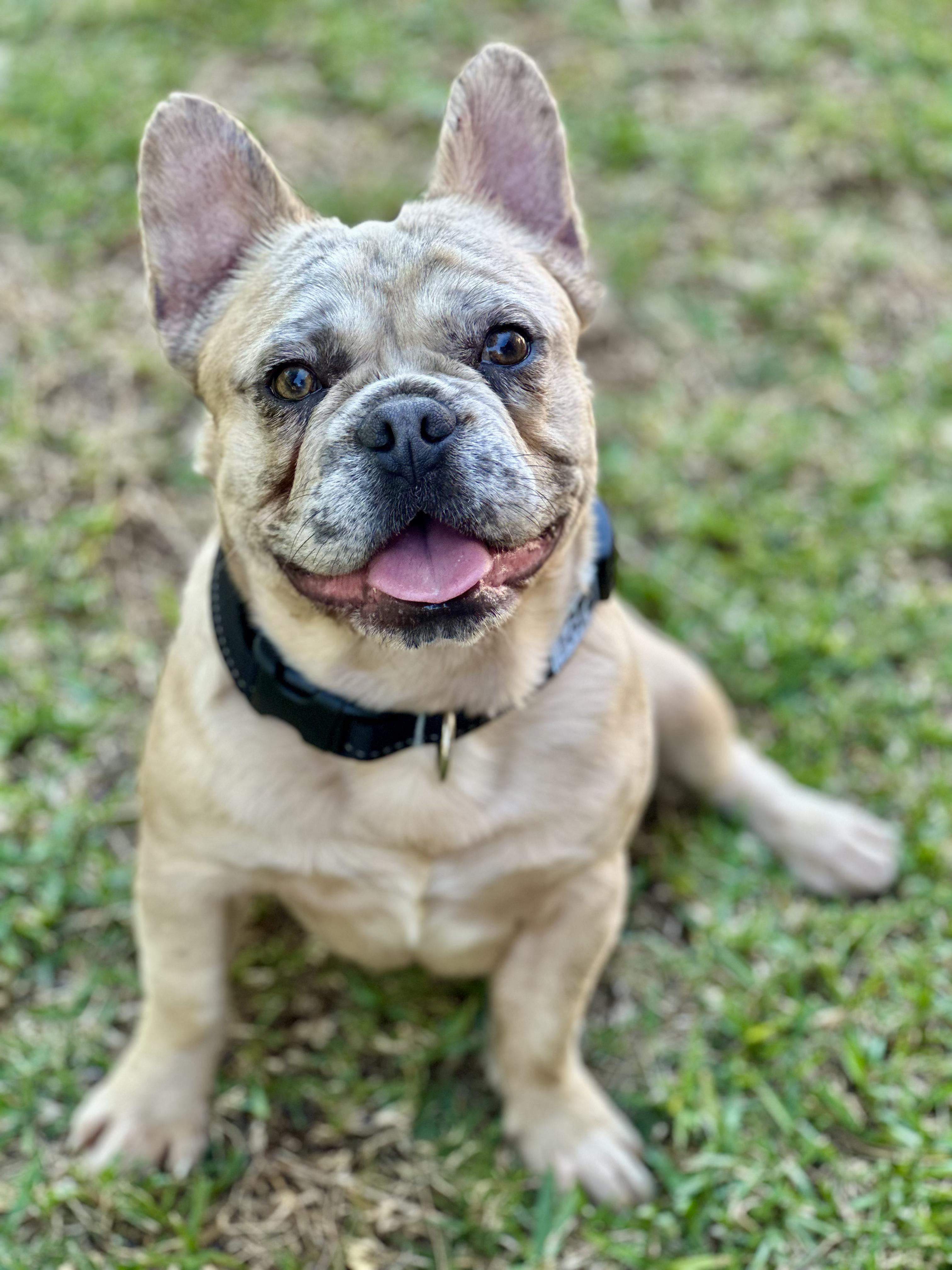 Chad the #surfer Chadwick, Adoptable, Young Male French Bulldog.