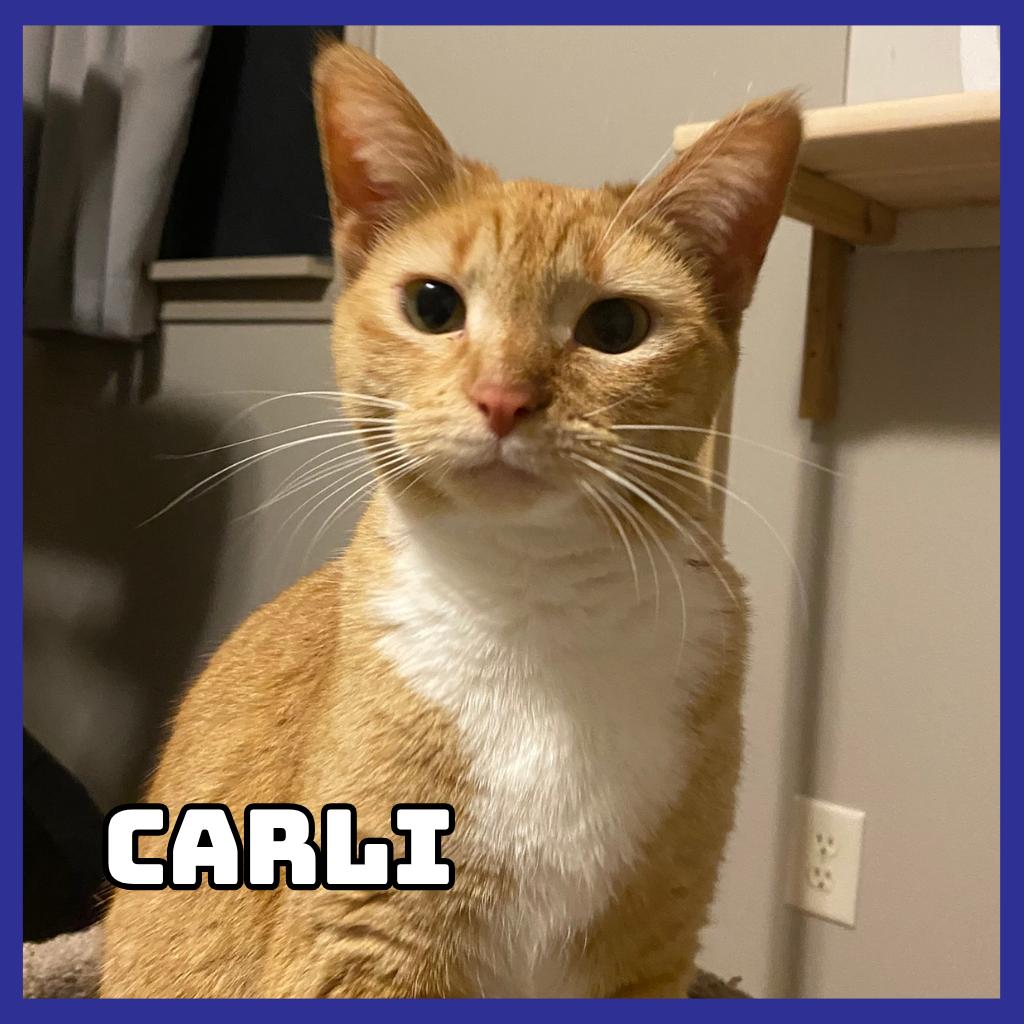 Carli, Adoptable, Adult Female Domestic Short Hair.
