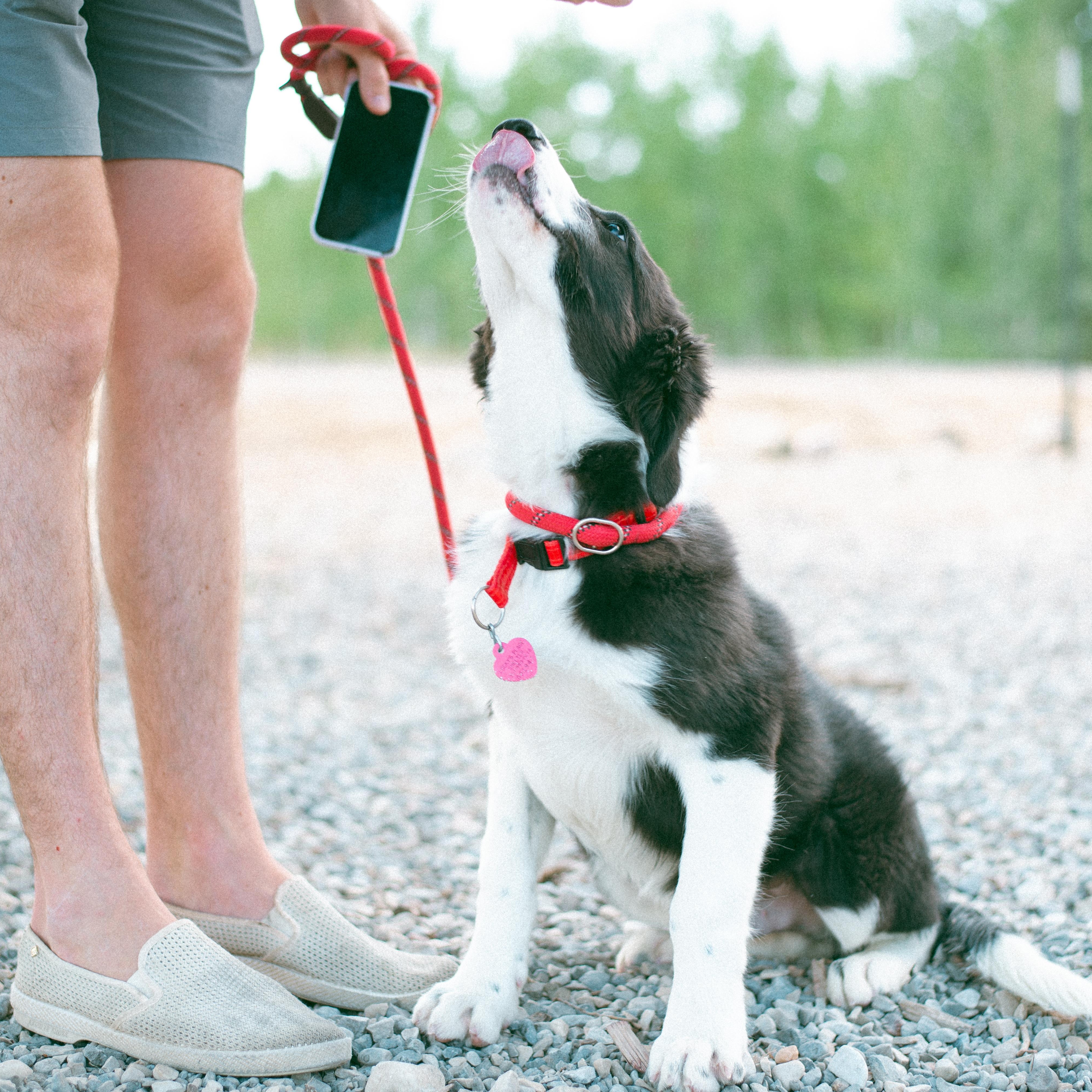 Bart, an adoptable Border Collie in Thayne, WY, 83127 | Photo Image 4