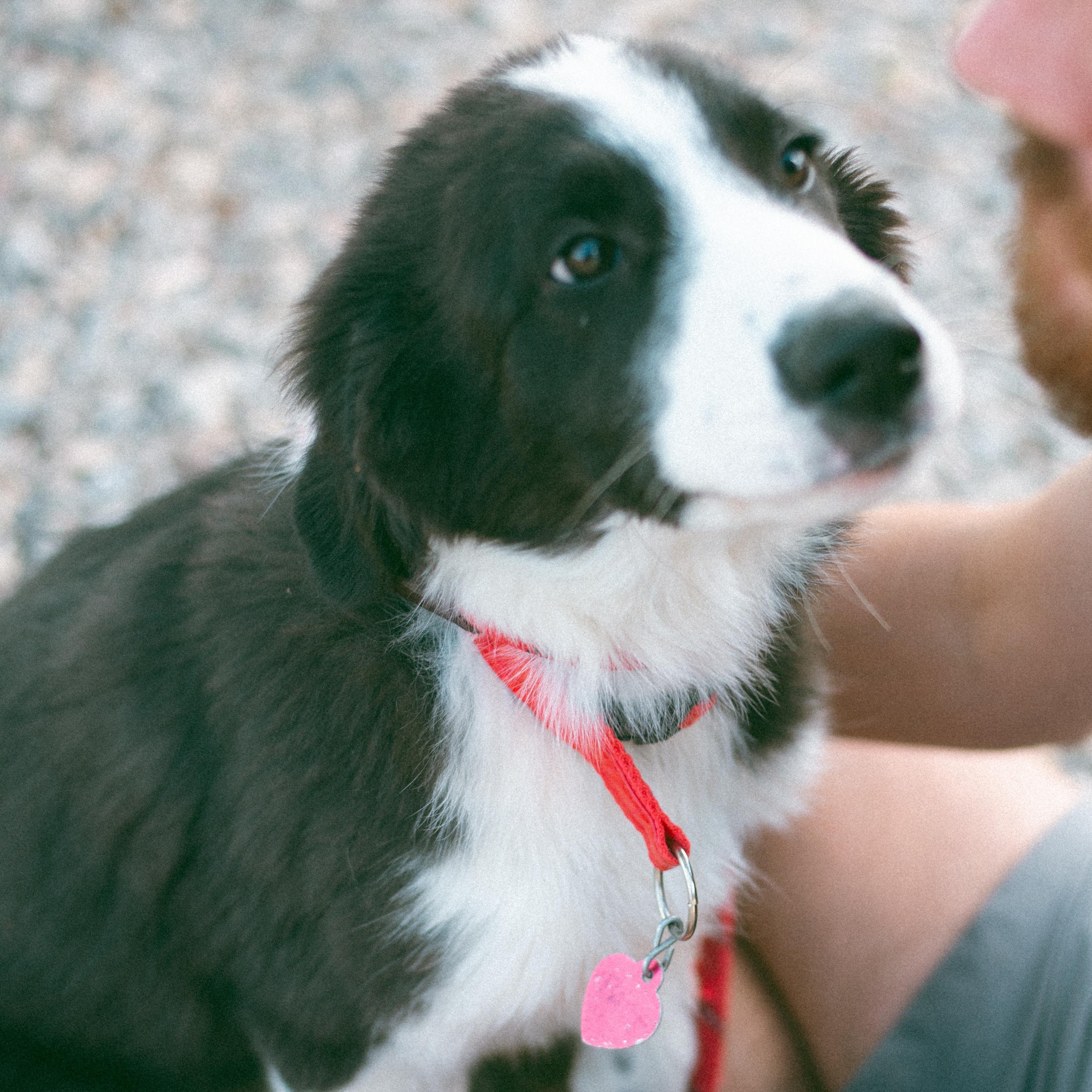 Bart, an adoptable Border Collie in Thayne, WY, 83127 | Photo Image 5