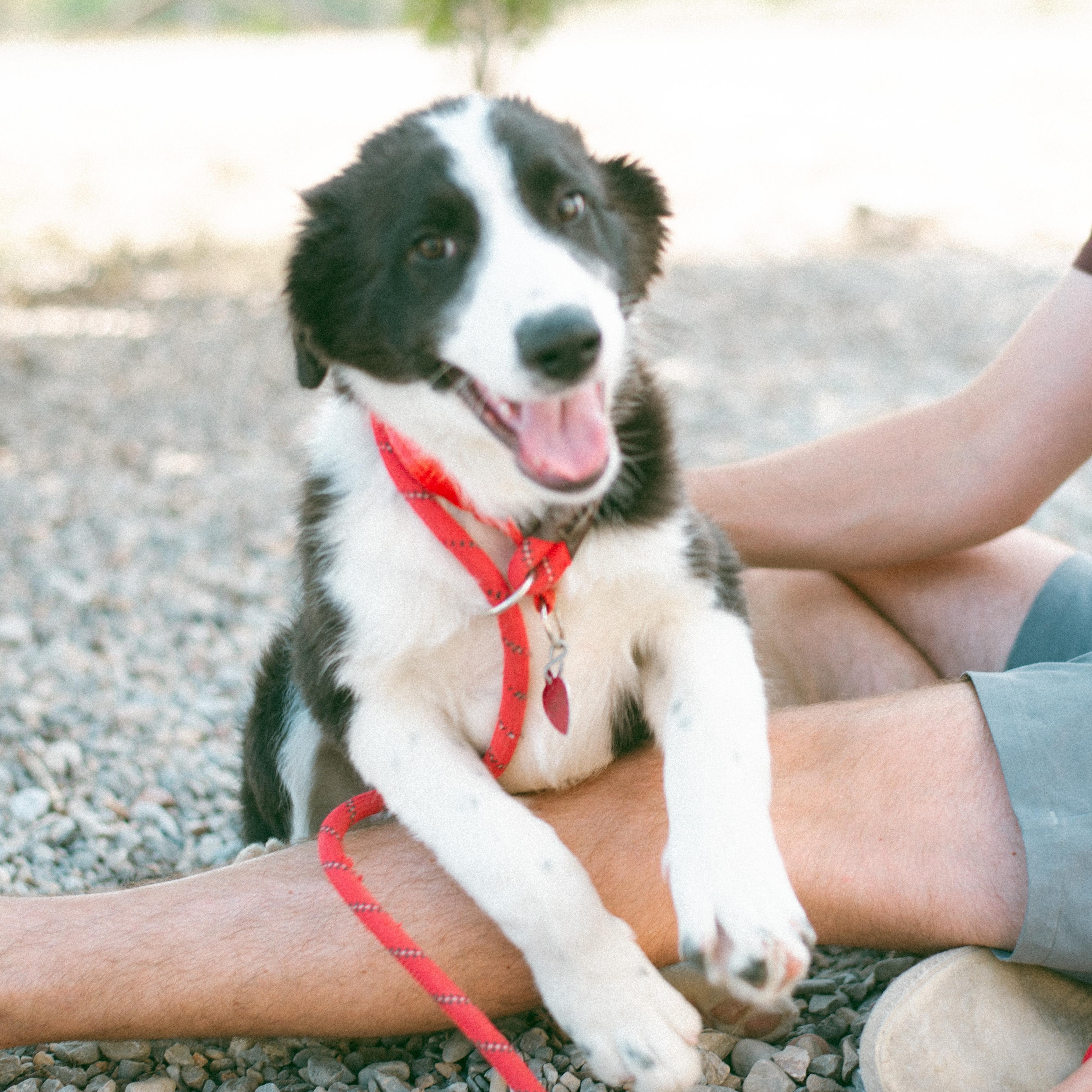 Bart, an adoptable Border Collie in Thayne, WY, 83127 | Photo Image 1