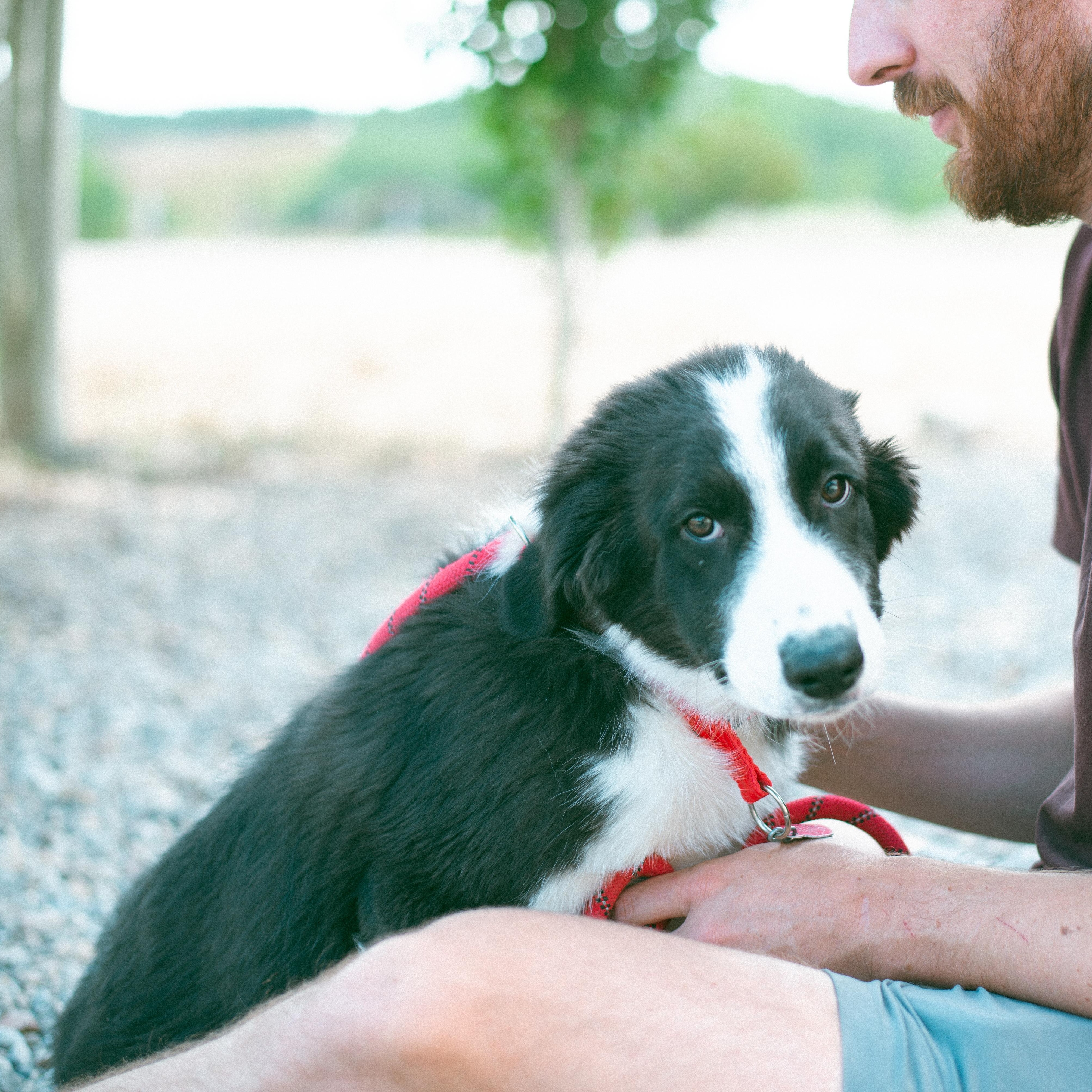 Bart, an adoptable Border Collie in Thayne, WY, 83127 | Photo Image 3