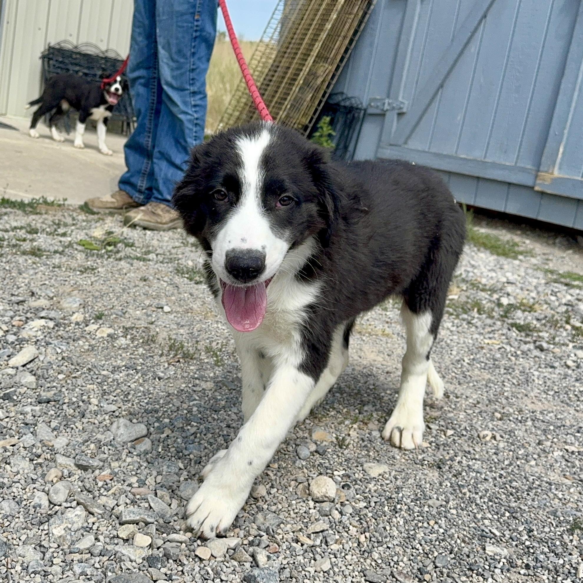 Bart, an adoptable Border Collie in Thayne, WY, 83127 | Photo Image 2