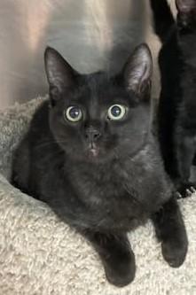 Whiskers, an adoptable Domestic Short Hair in Monticello, IL_image-1