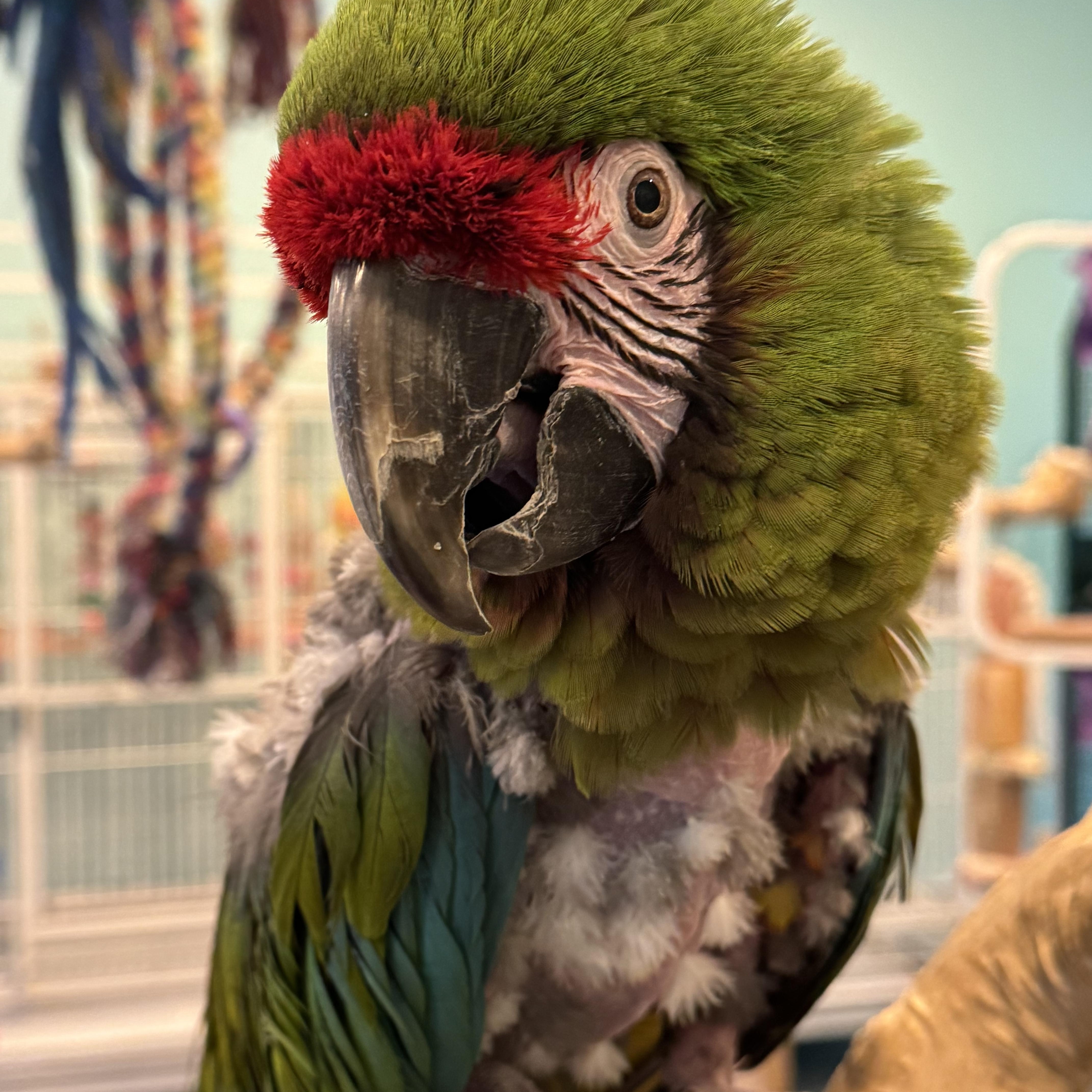 Enlarge Harry, a Adoptable Macaw in Blairstown, NJ image 1/1
