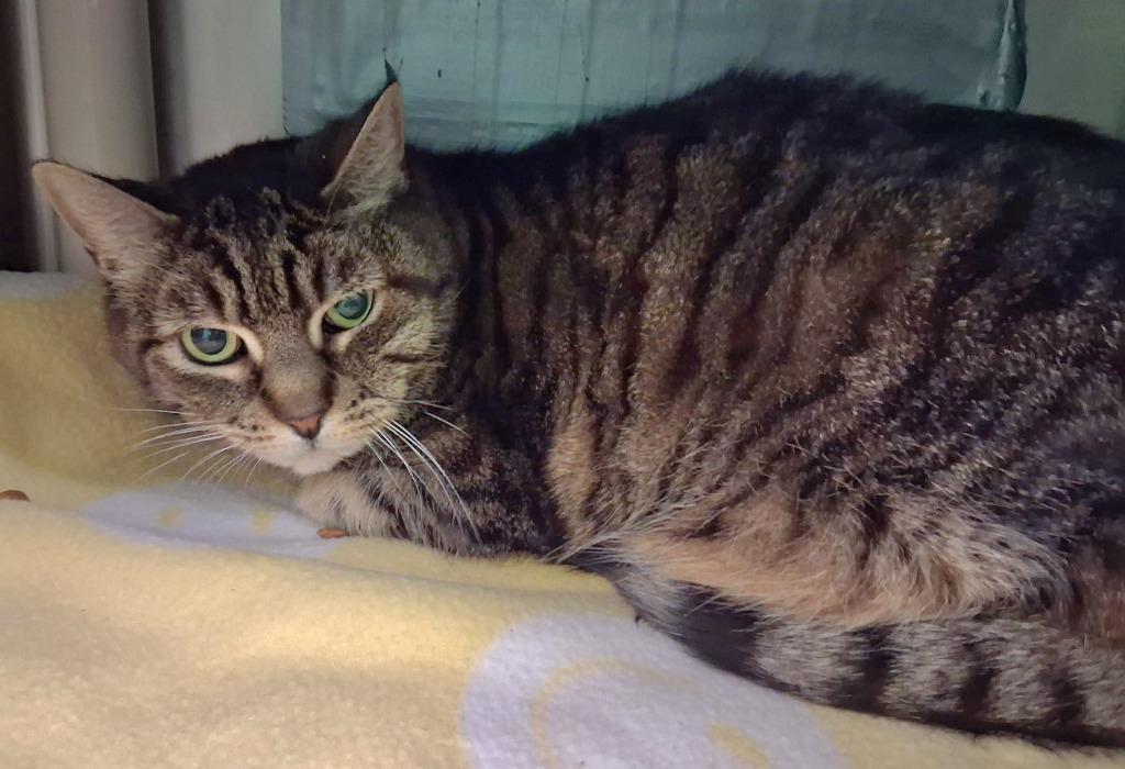 Ivy, Adoptable, Senior Female Domestic Short Hair.