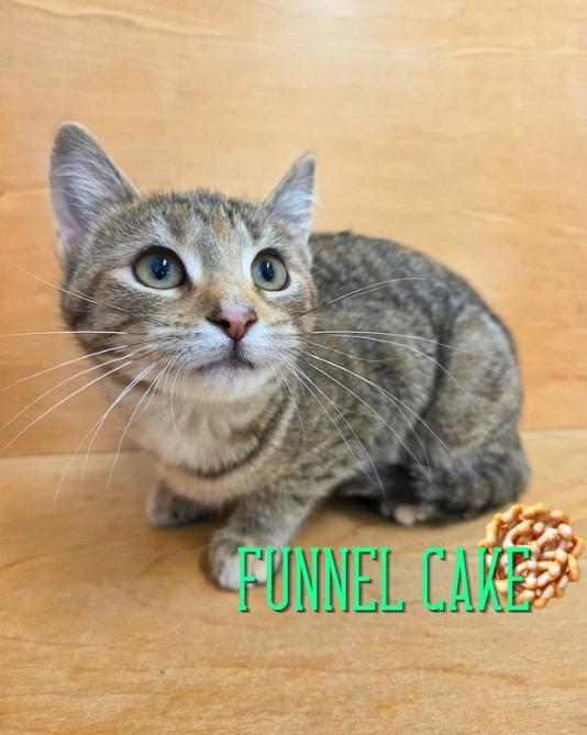 Funnel Cake, ADOPTABLE, Kitten Female Domestic Short Hair.