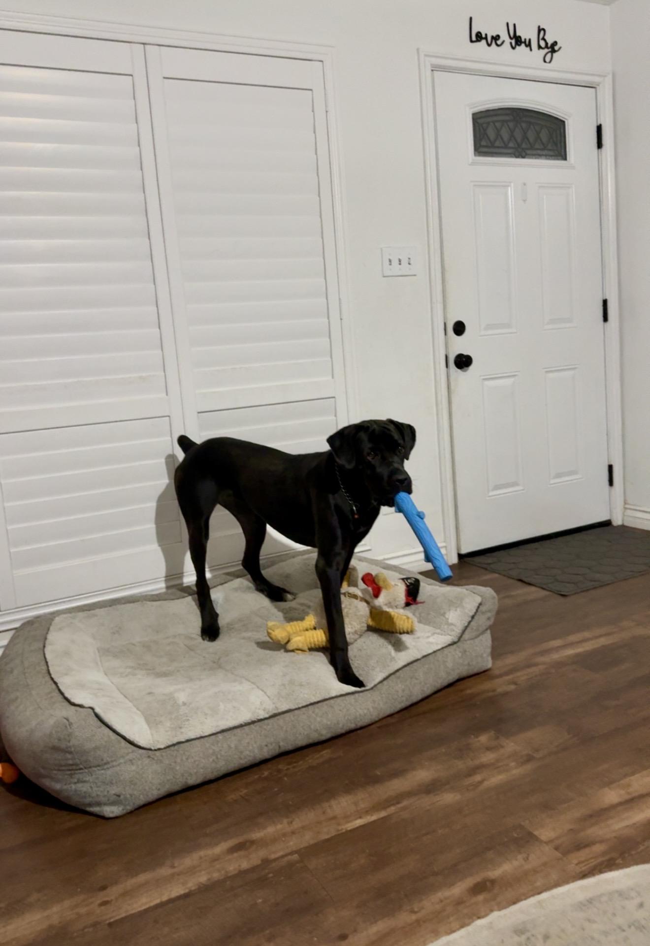 Enlarge Mavis , a Adoptable Cane Corso in Milwaukie, OR image 2/3