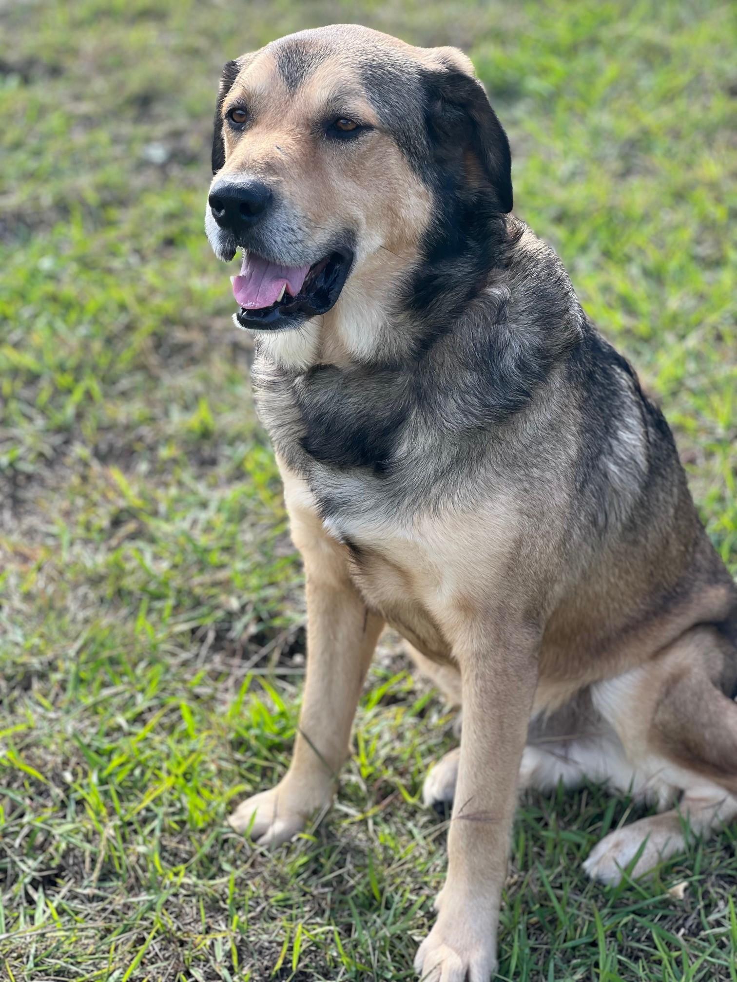 Enlarge TUCKER & STEPHAN (BFF'S), a Adoptable Mixed Breed in Charlottesville, VA image 5/6