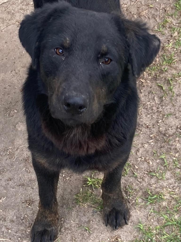 Enlarge Bear, a Adoptable mixed breed in Swainsboro, GA image 1/2