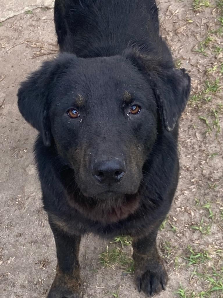 Enlarge Bear, a Adoptable mixed breed in Swainsboro, GA image 2/2