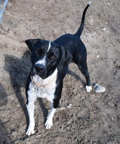 Enlarge Moo Cow, a ADOPTABLE mixed breed in Inverness, FL image 2/2