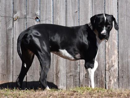 Enlarge Moo Cow, a ADOPTABLE mixed breed in Inverness, FL image 1/2