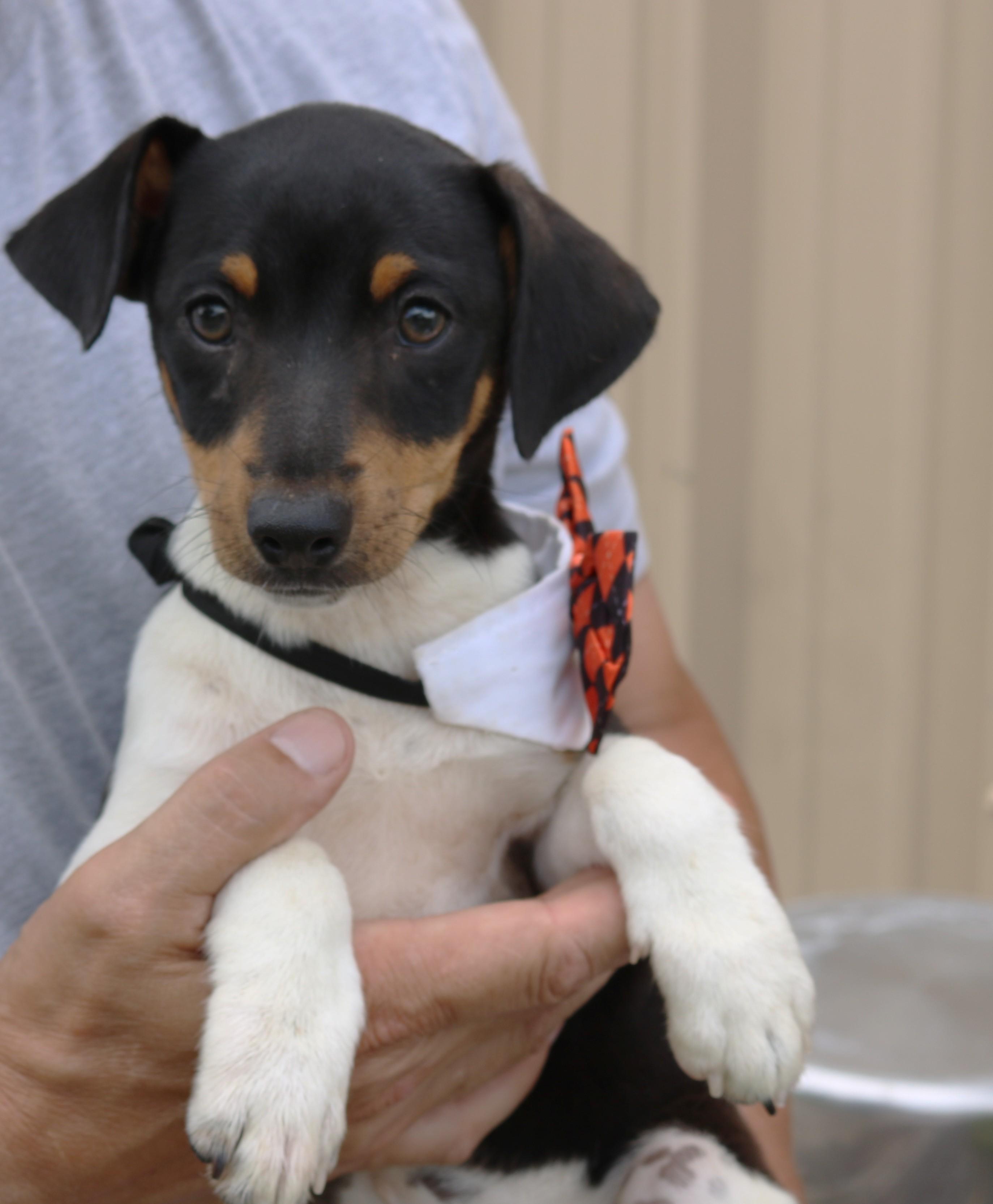 Enlarge Atticus, an adopted Rat Terrier in Bandera, TX image 4/4