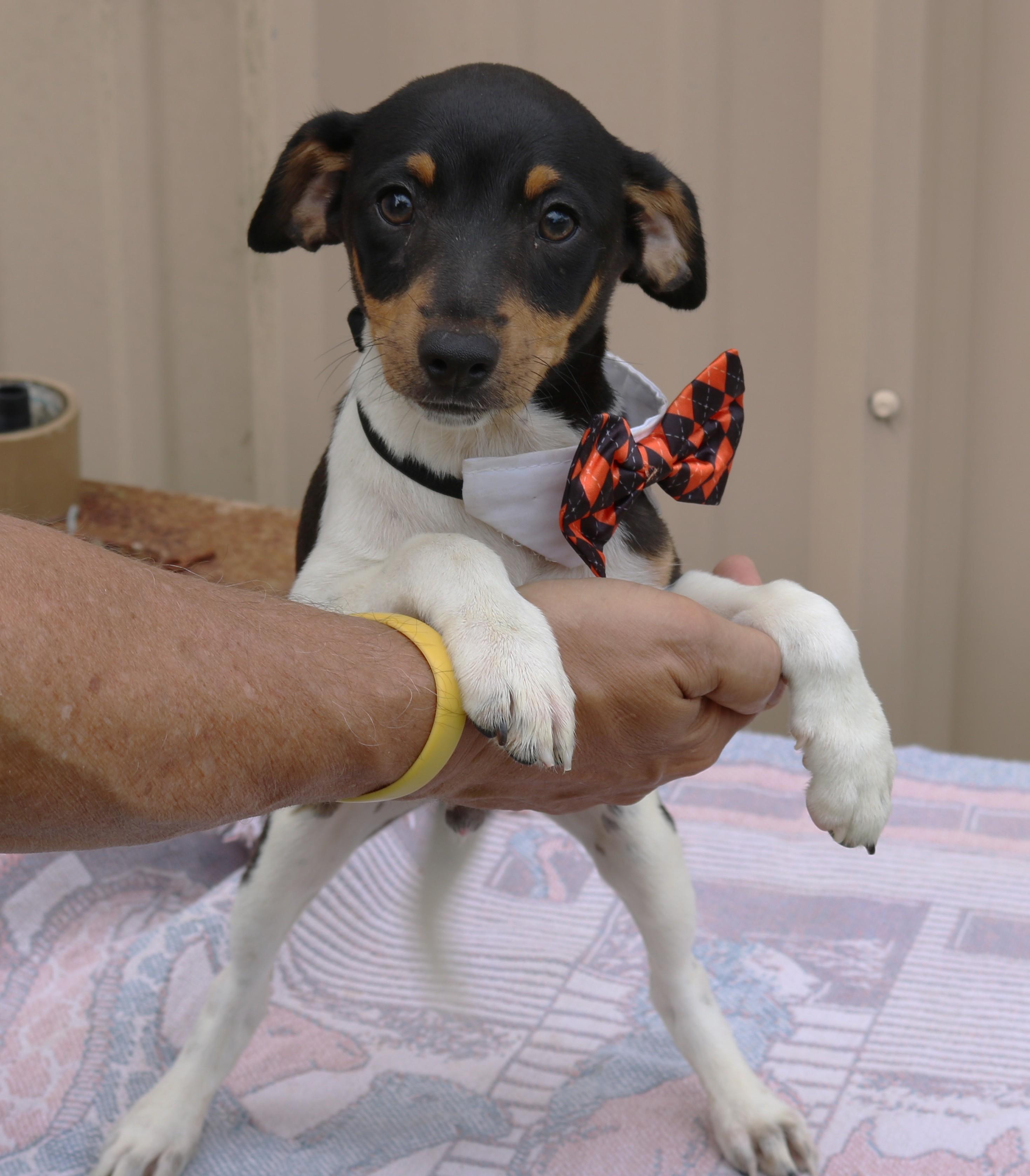 Atticus, adopted, Puppy Male Rat Terrier.