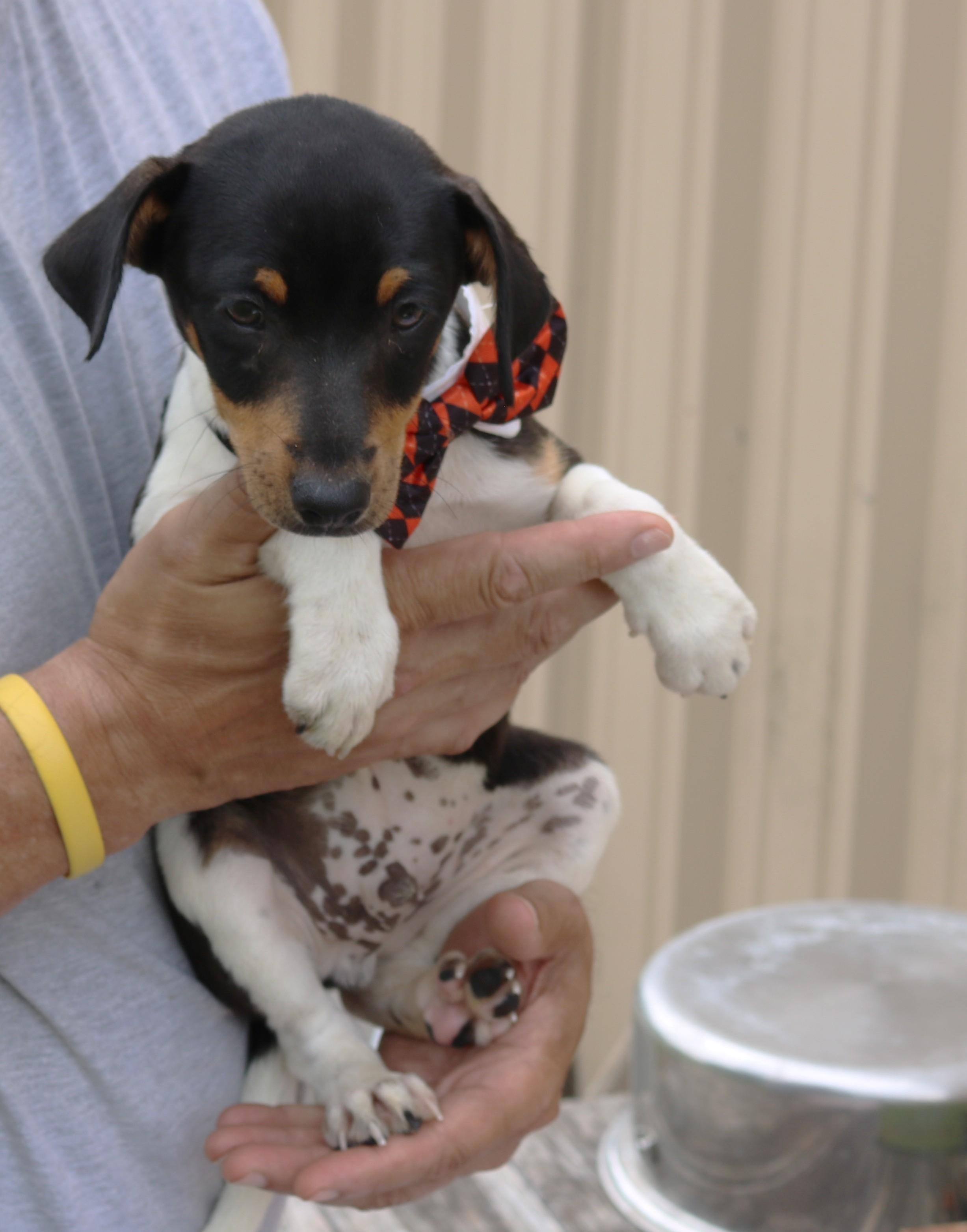 Enlarge Atticus, an adopted Rat Terrier in Bandera, TX image 3/4