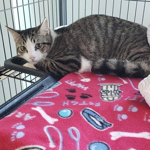 Cupid (26-1222), Adoptable, Adult Male Domestic Short Hair.