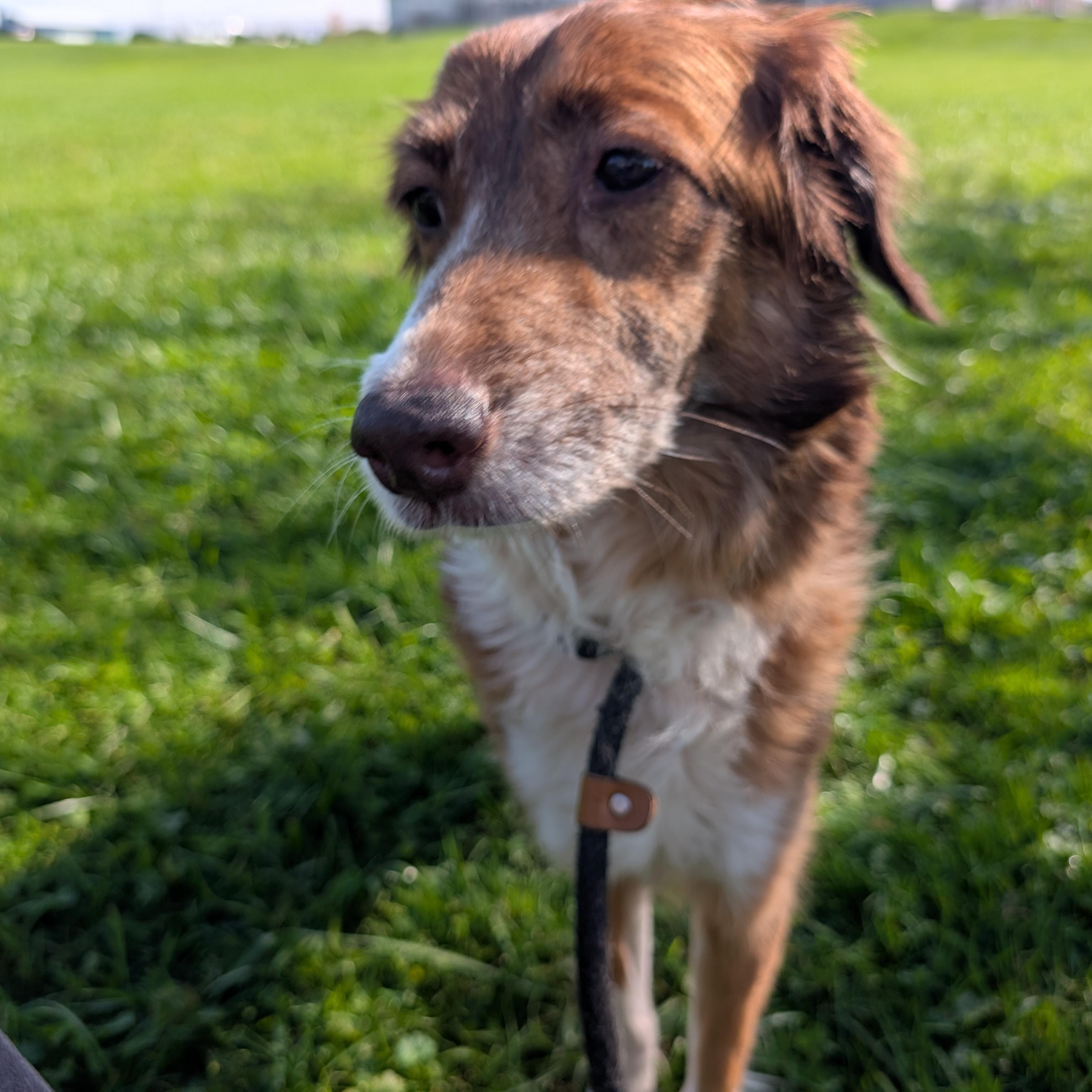 Enlarge 192234 Grace LOOKING FOR OWNER, a Adoptable mixed breed in Ravenna, OH image 2/5