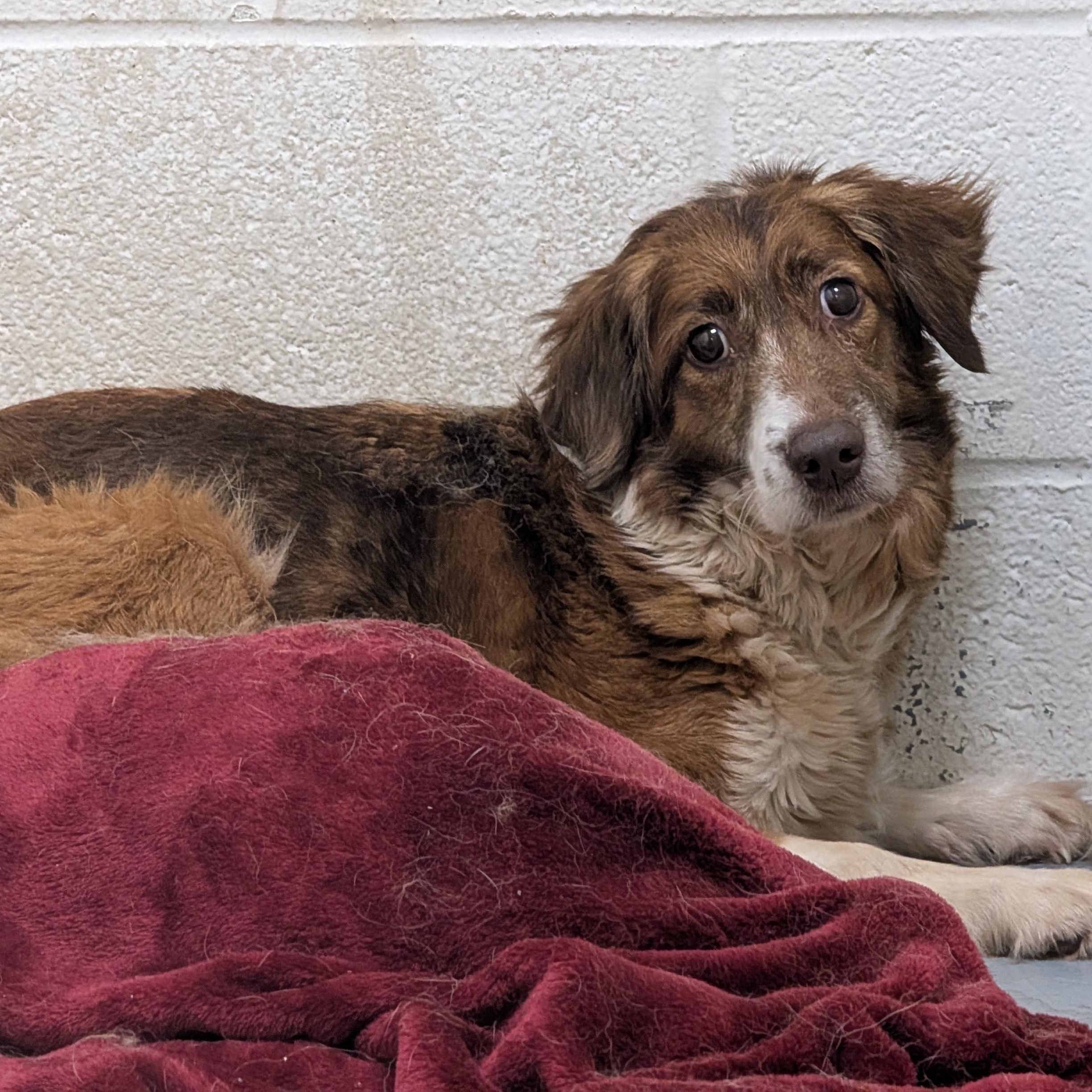 192234 LOOKING FOR OWNER, Adoptable, Adult Female Australian Shepherd.