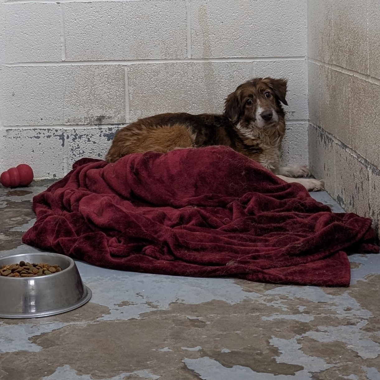 Enlarge 192234 LOOKING FOR OWNER, a Adoptable mixed breed in Ravenna, OH image 2/2
