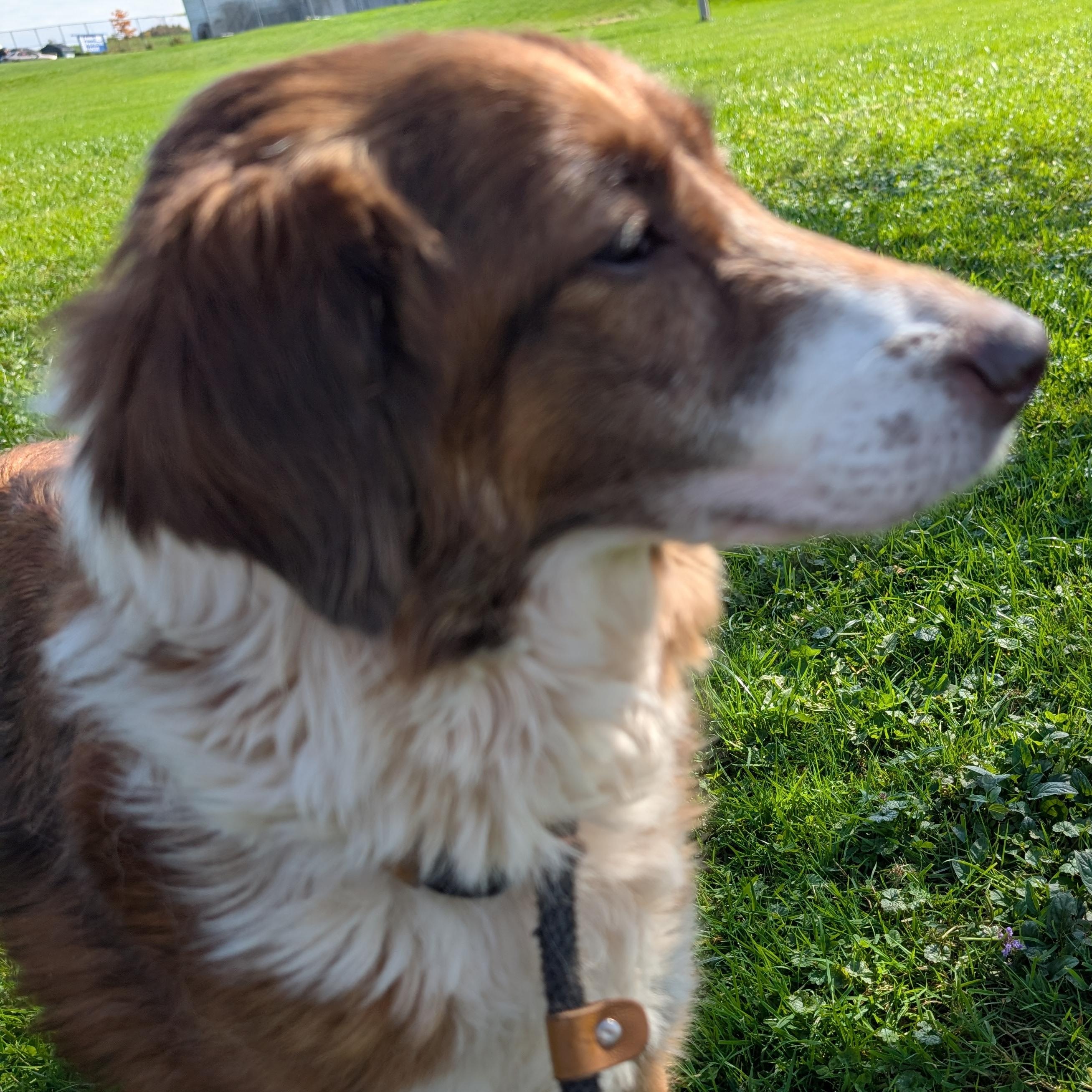 Enlarge 192234 Grace LOOKING FOR OWNER, a Adoptable mixed breed in Ravenna, OH image 1/5