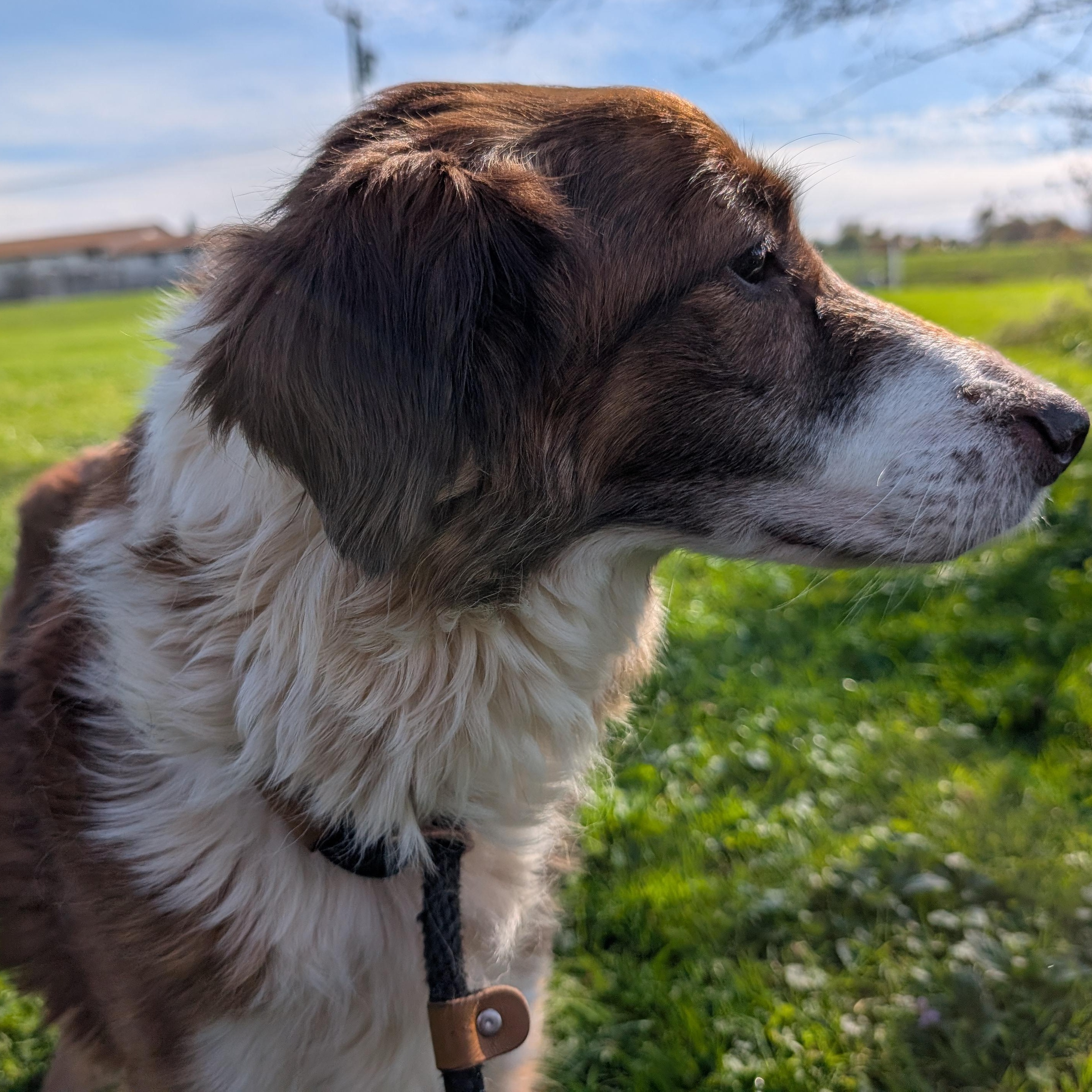 Enlarge 192234 Grace LOOKING FOR OWNER, a Adoptable mixed breed in Ravenna, OH image 3/5