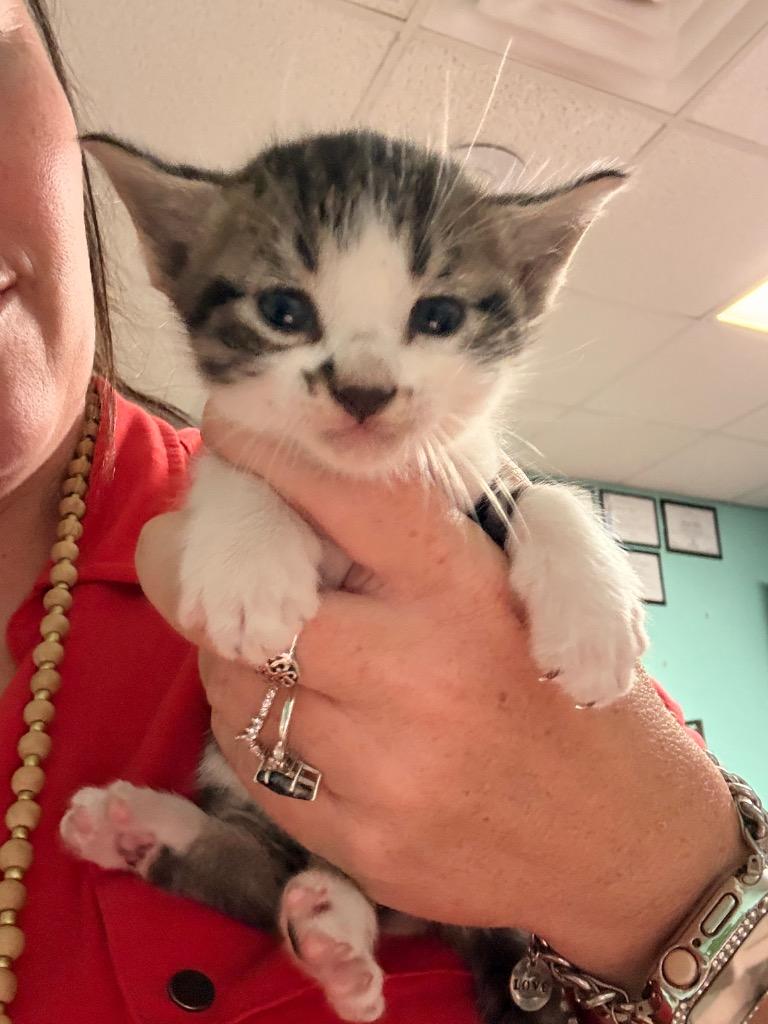 Enlarge Bobby Labonte, a Adoptable mixed breed in Rockport, TX image 1/1