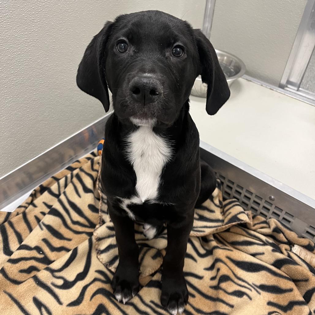 Blanco, Adoptable, Puppy Male Mixed Breed.